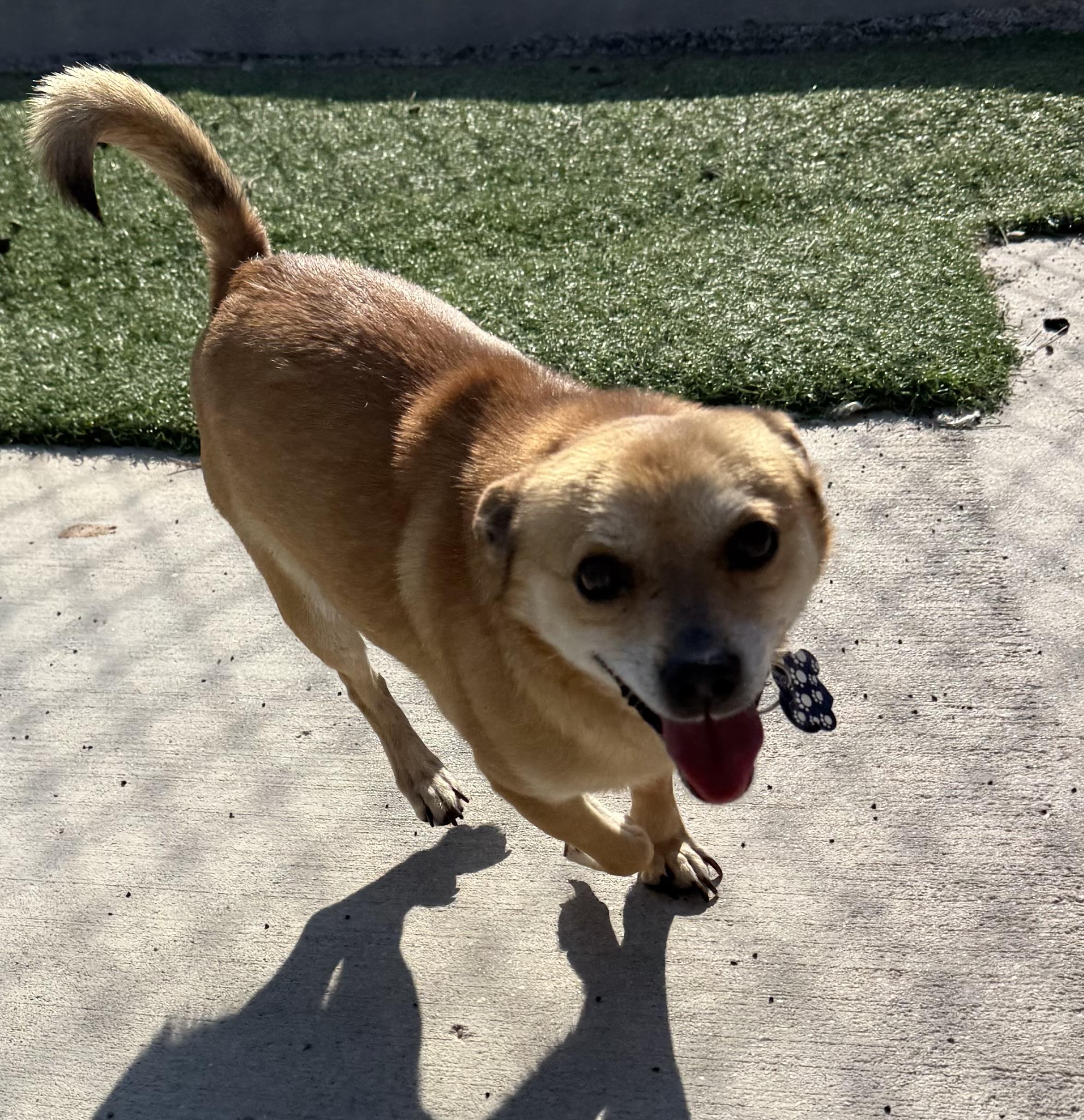 Rico, a ADOPTABLE mixed breed in Ulysses, KS image 1/2