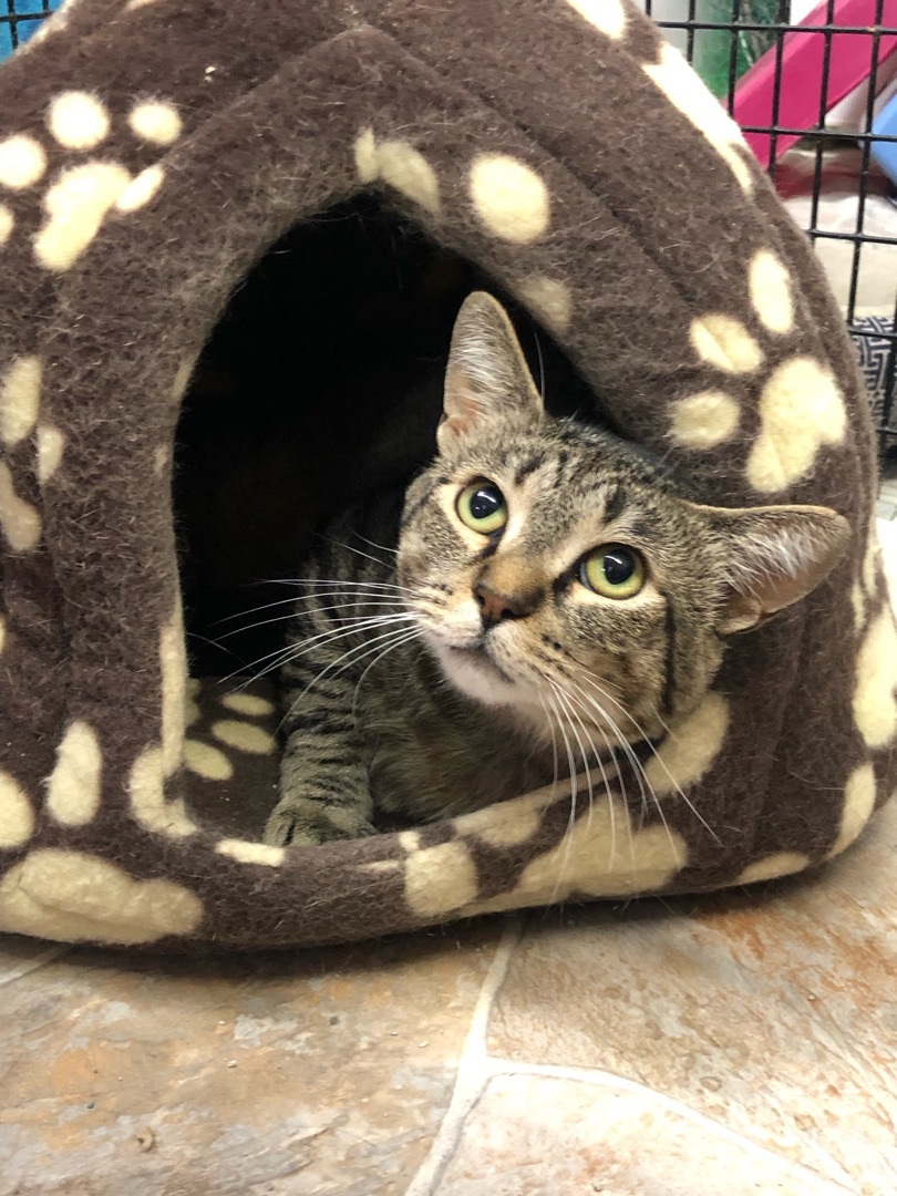 UPS , Adoptable, Adult Male Domestic Short Hair.