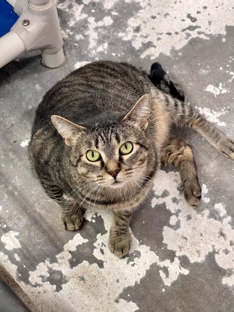 Enlarge UPS , a Adoptable Domestic Short Hair in Okanogan, WA image 2/6