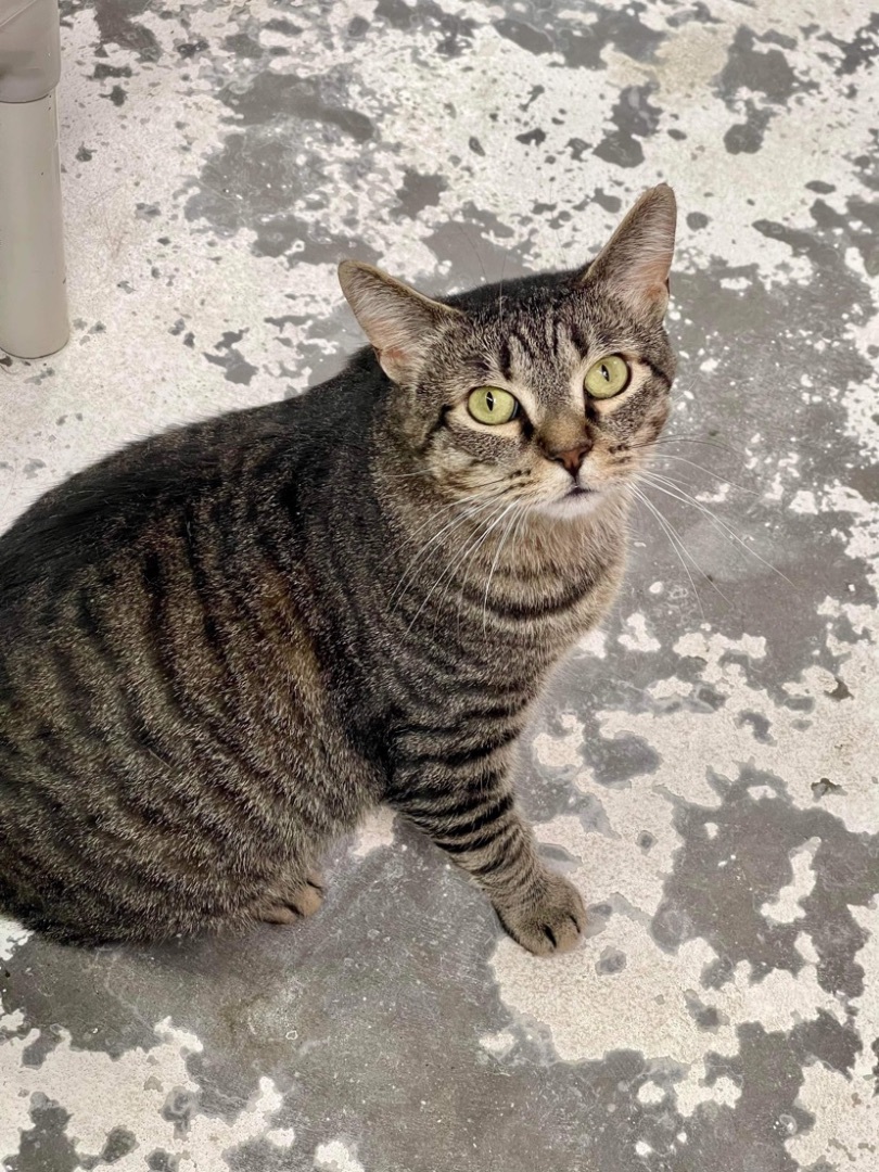 Enlarge UPS , a Adoptable Domestic Short Hair in Okanogan, WA image 3/6