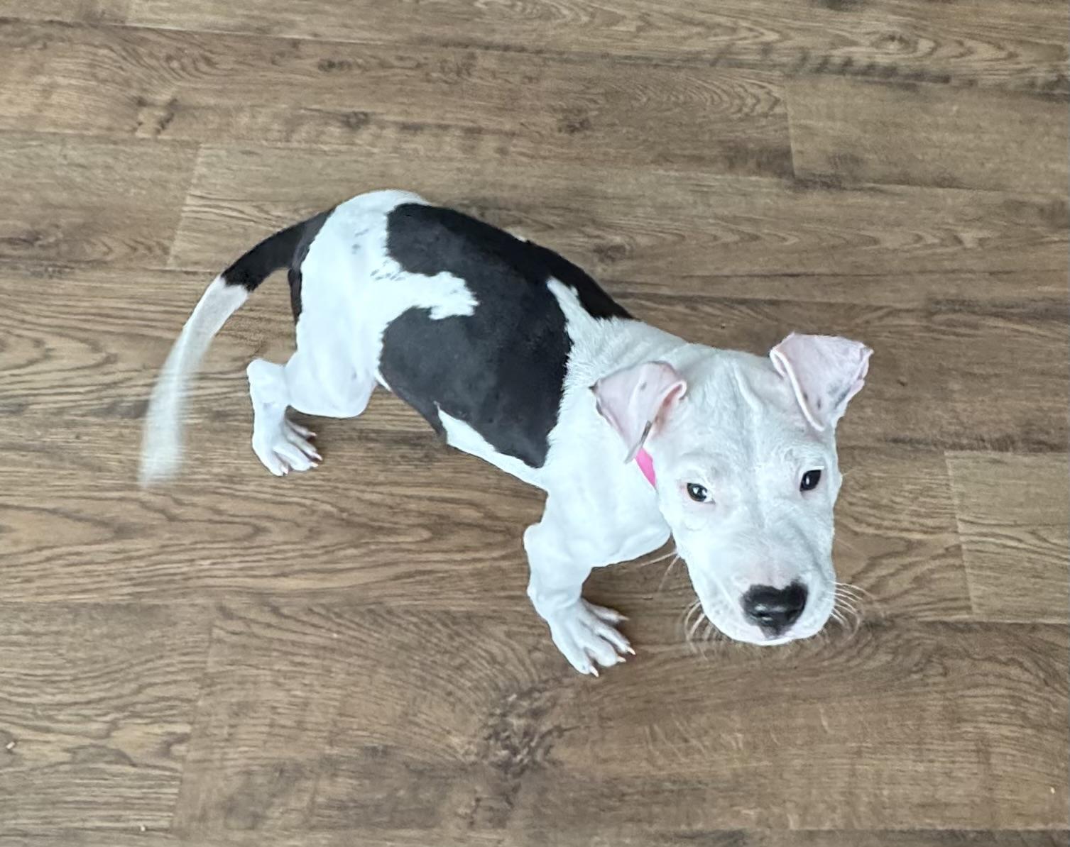 Valentine , ADOPTABLE, Puppy Female Pit Bull Terrier.