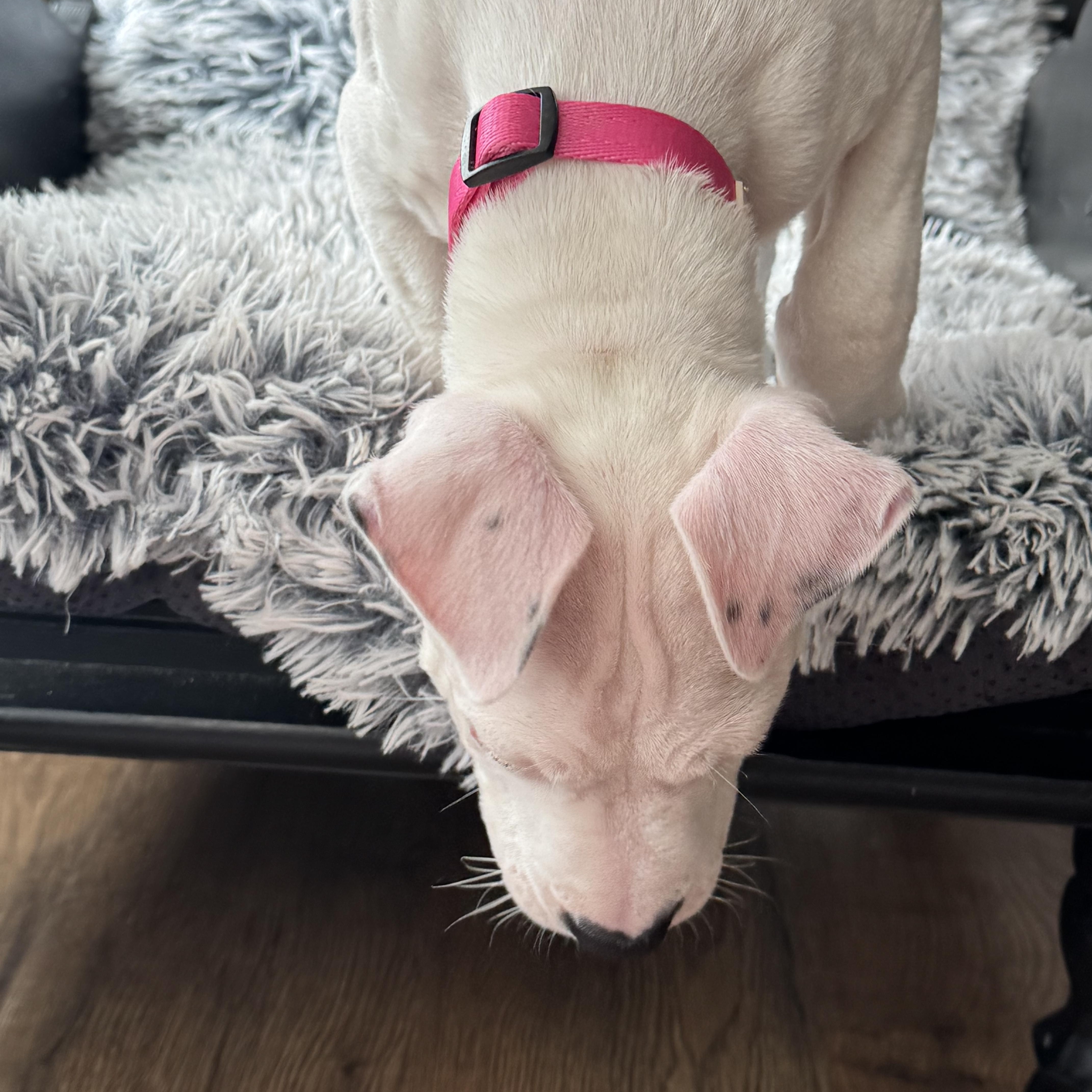 Enlarge Valentine , an adopted Pit Bull Terrier in North Freedom, WI image 5/5