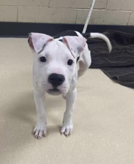 Enlarge Valentine , an adopted Pit Bull Terrier in North Freedom, WI image 2/5