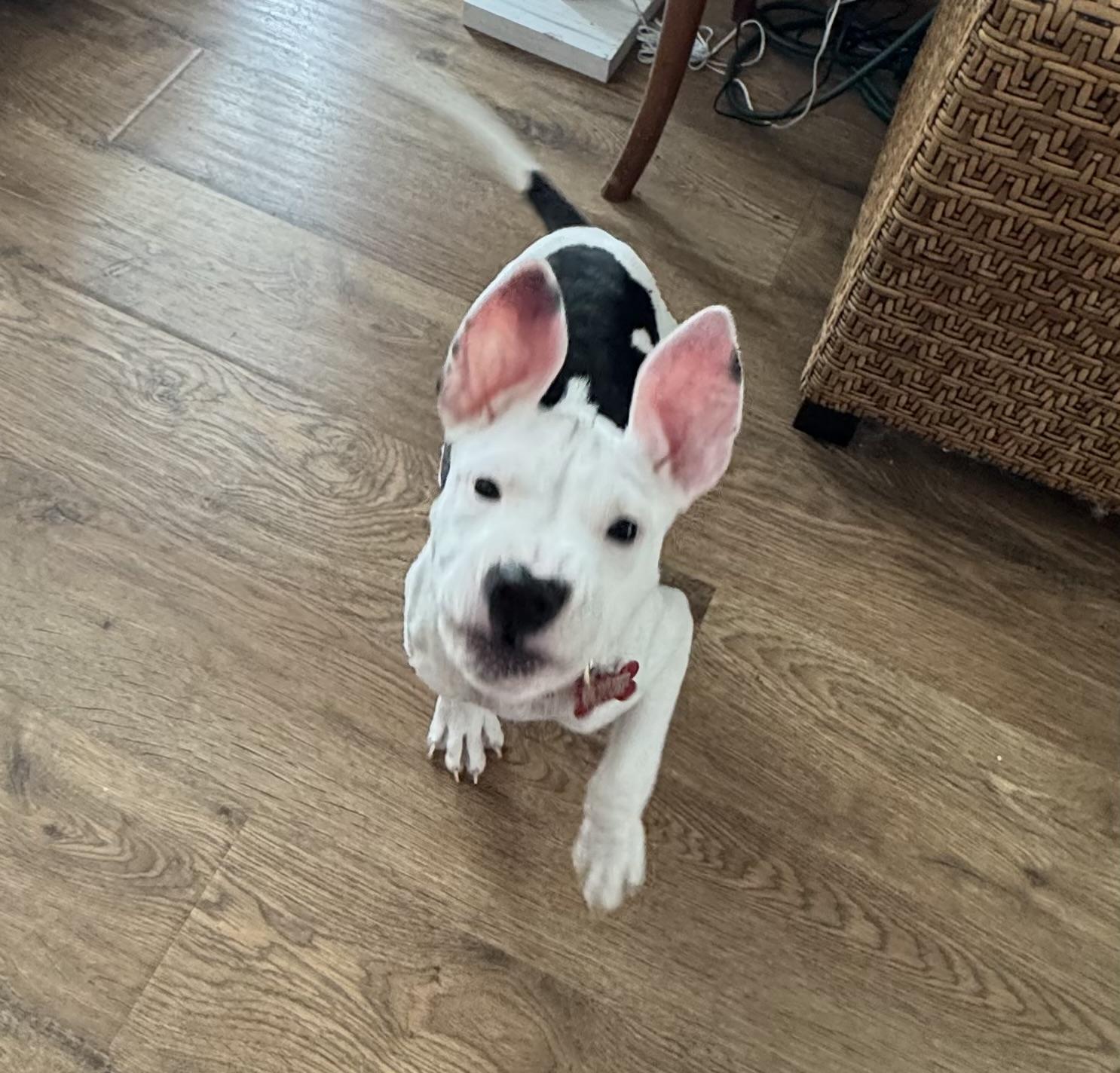 Enlarge Valentine , an adopted Pit Bull Terrier in North Freedom, WI image 3/5