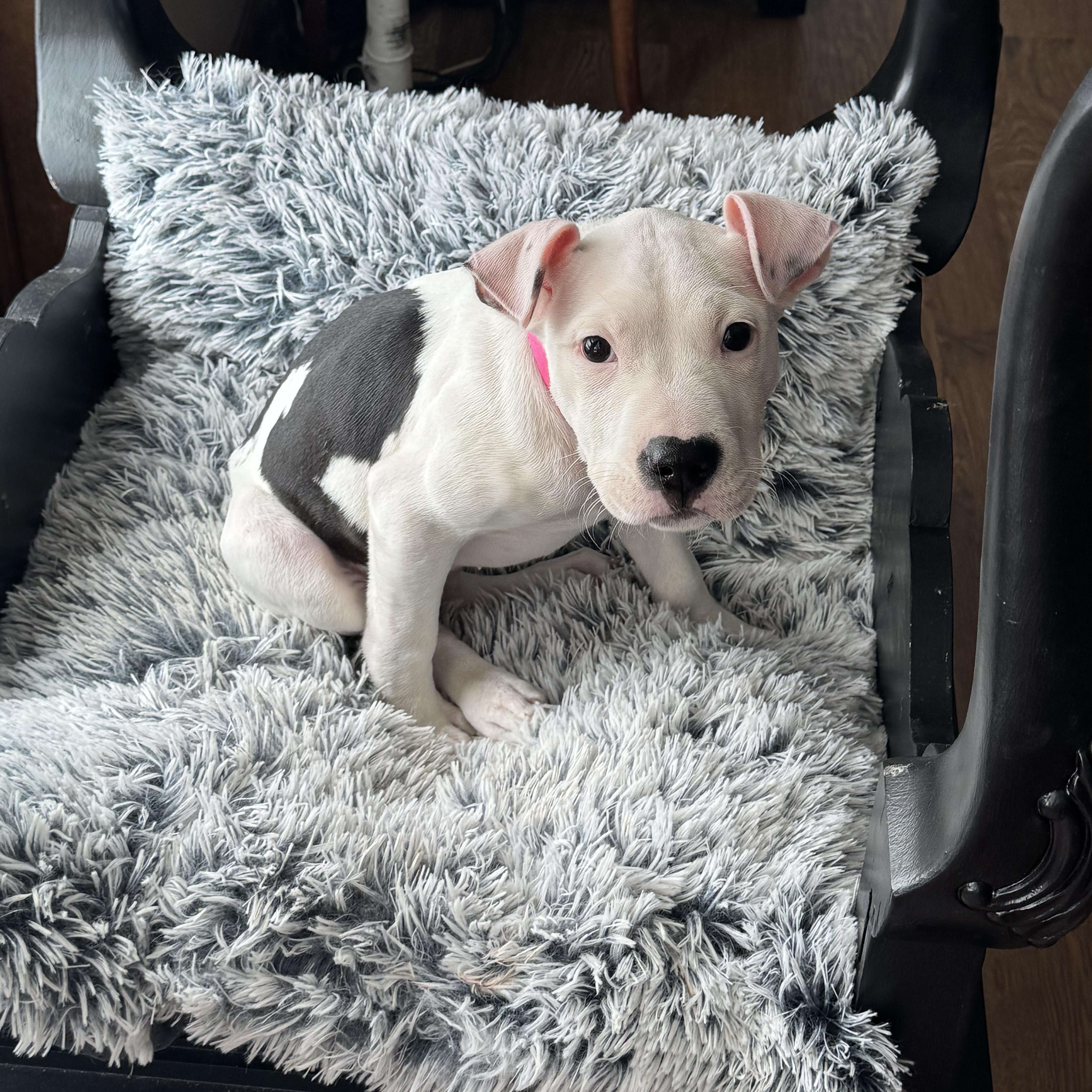 Enlarge Valentine , an adopted Pit Bull Terrier in North Freedom, WI image 4/5