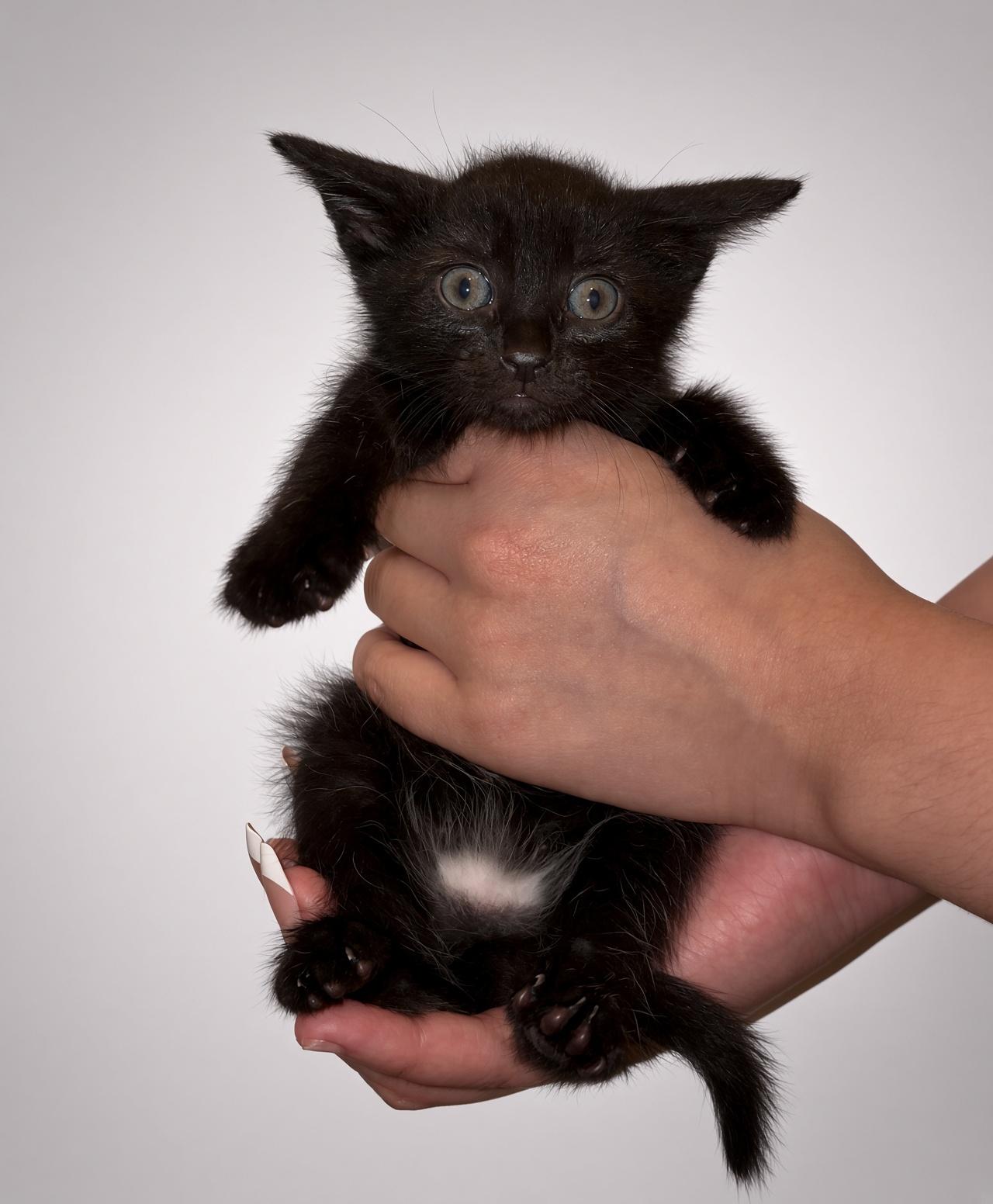 Willie, Adopted, Kitten Male Domestic Short Hair.