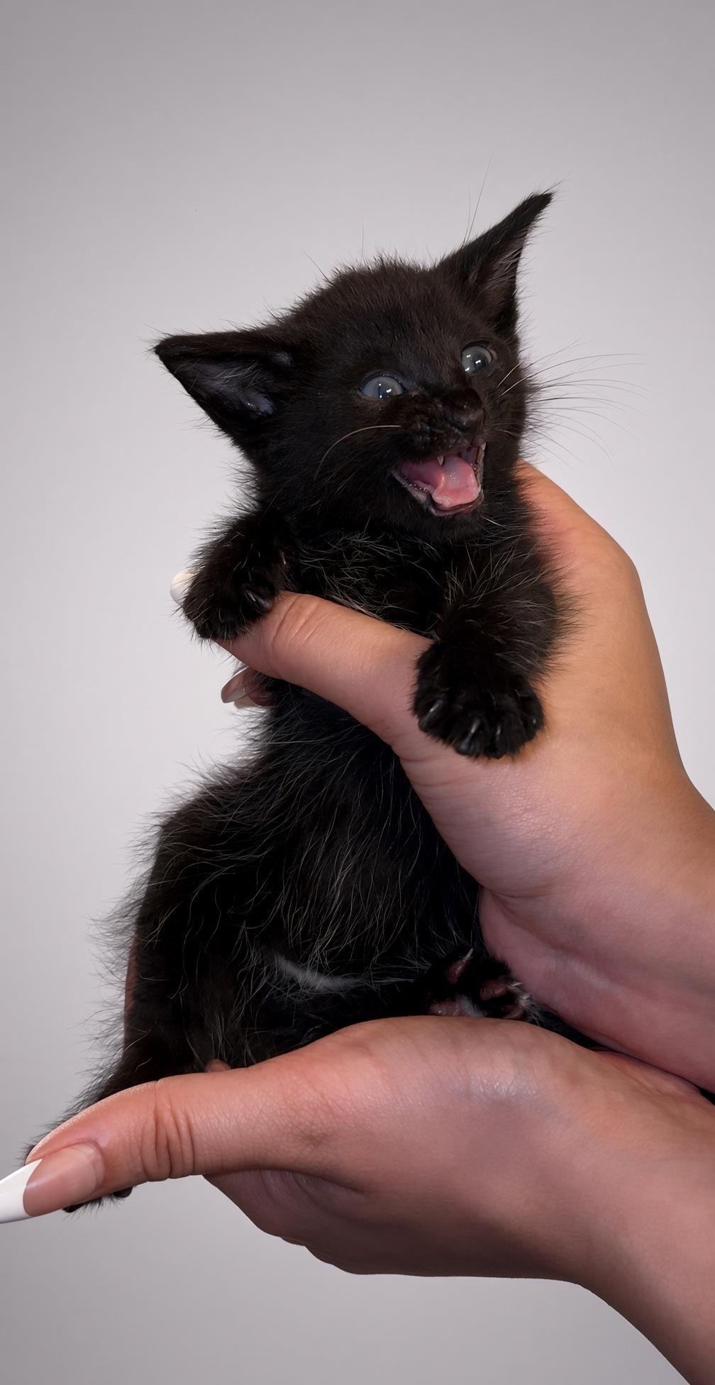 Enlarge Willie, a Adopted Domestic Short Hair in Nutley, NJ image 2/2