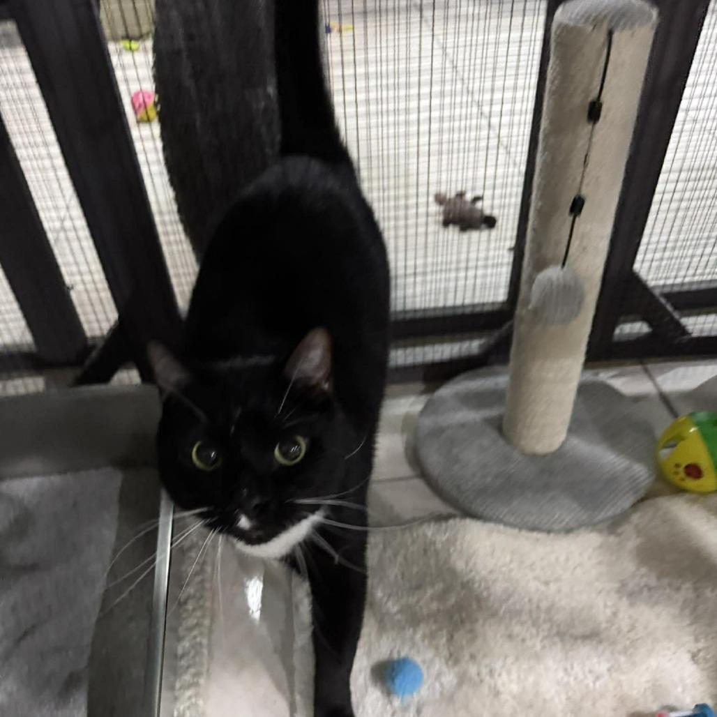 Oakley, Adoptable, Senior Male Domestic Short Hair.