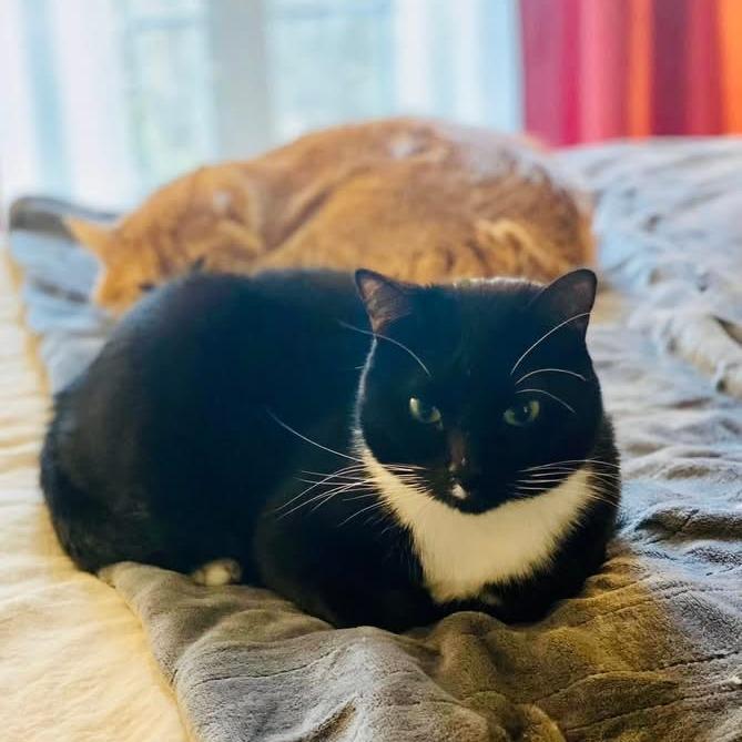 Enlarge Oakley, a Adoptable Domestic Short Hair in Seminole, FL image 1/1