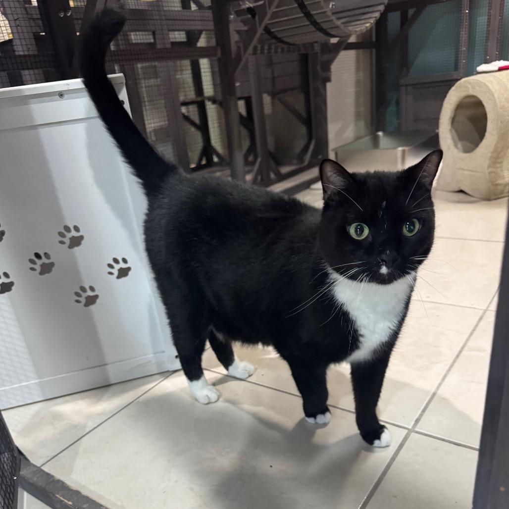 Oakley, a Adoptable Domestic Short Hair in Seminole, FL image 3/4