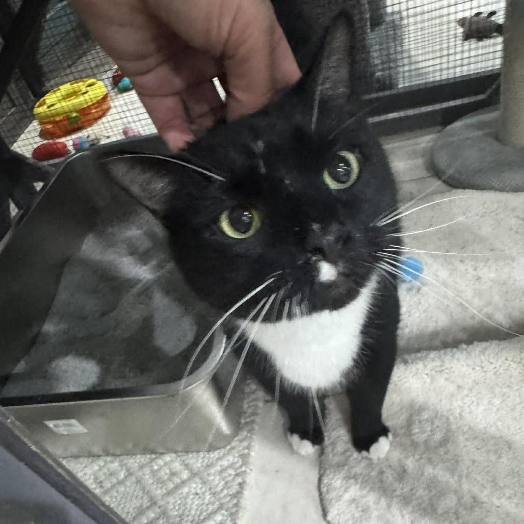 Oakley, a Adoptable Domestic Short Hair in Seminole, FL image 4/4