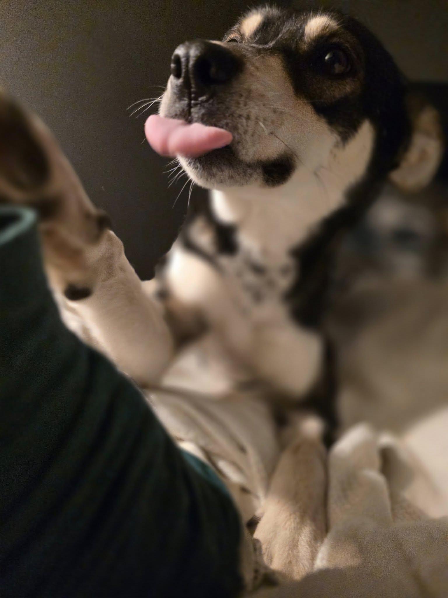 Faye, Adoptable, Young Female Shiba Inu.