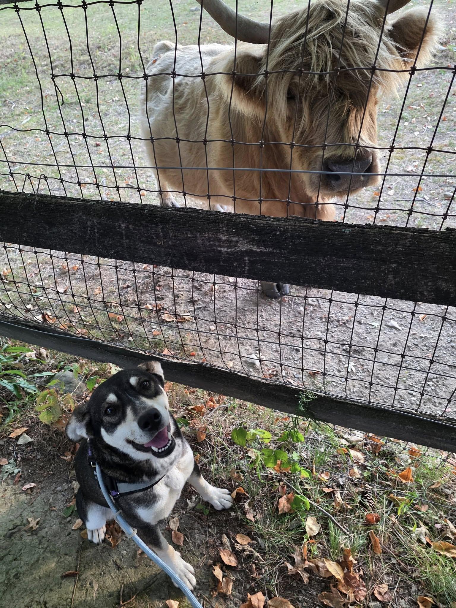 Faye, Adoptable, Young Female Shiba Inu.