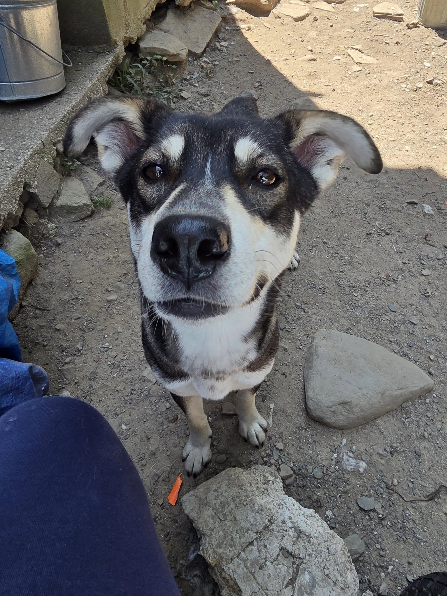 Enlarge Faye, a Adoptable mixed breed in Wurtsboro, NY image 4/4