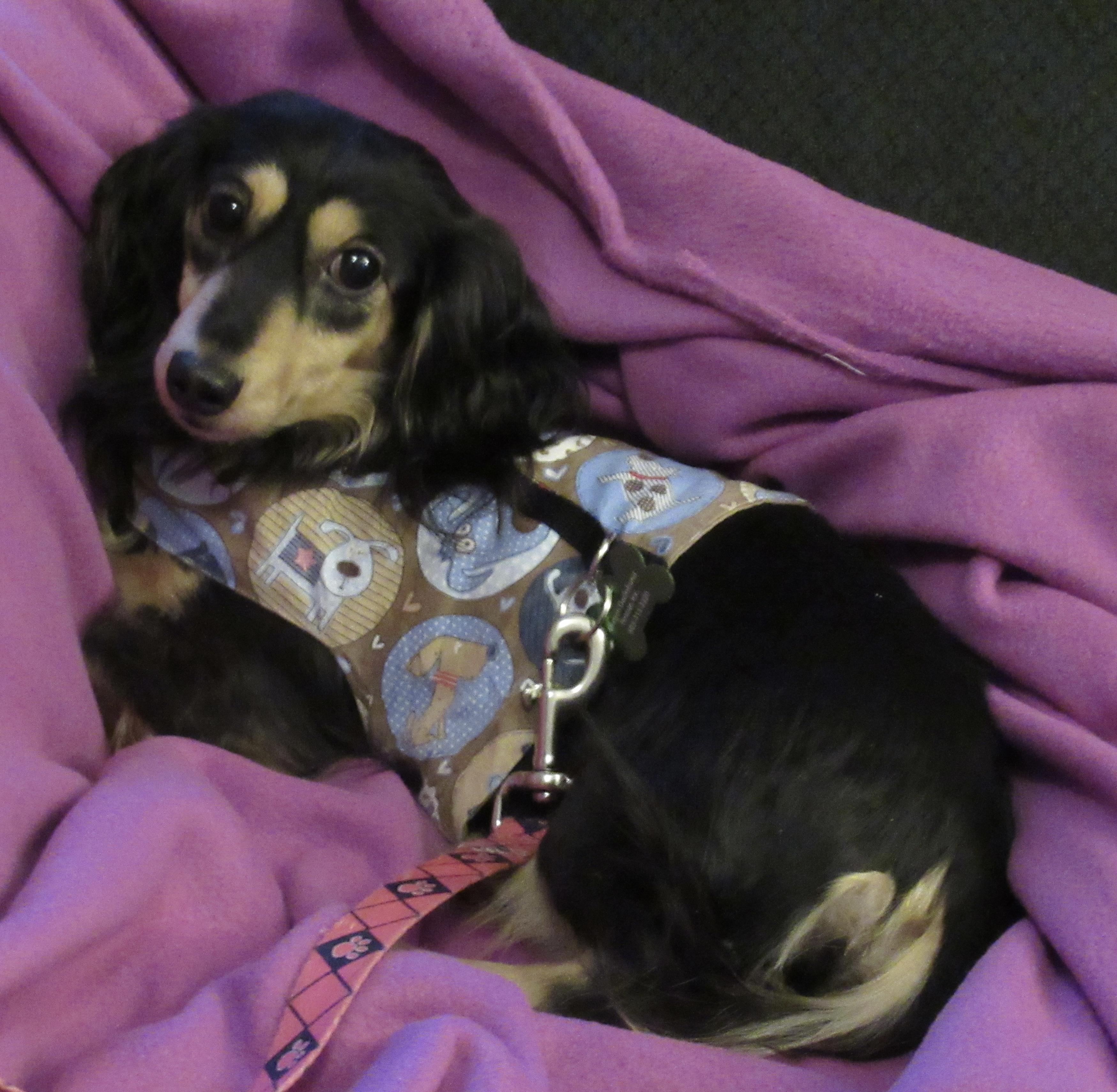 Mercy, Adoptable, Adult Female Dachshund.