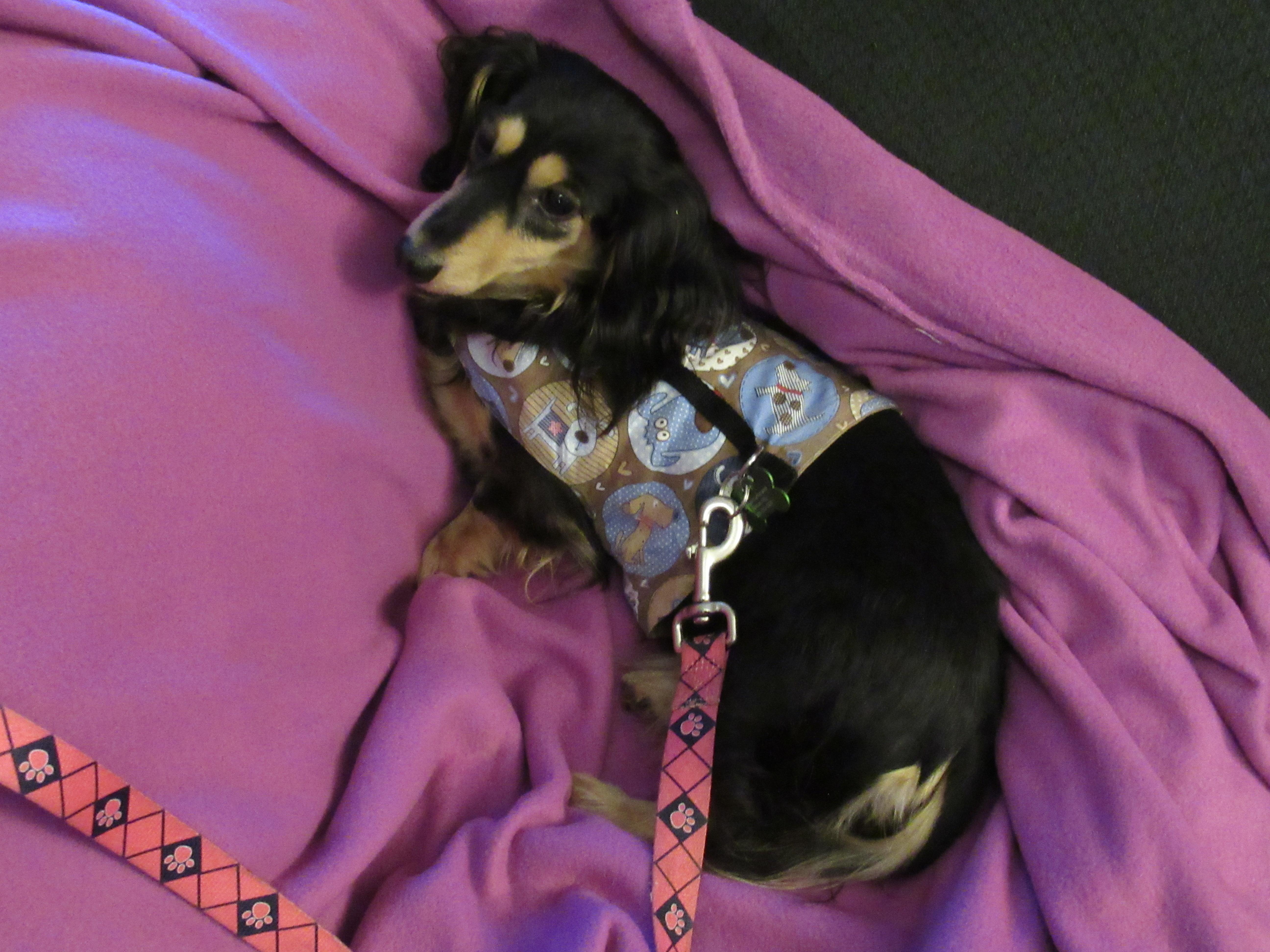 Enlarge Mercy, a Adoptable Dachshund in Portland, OR image 3/3