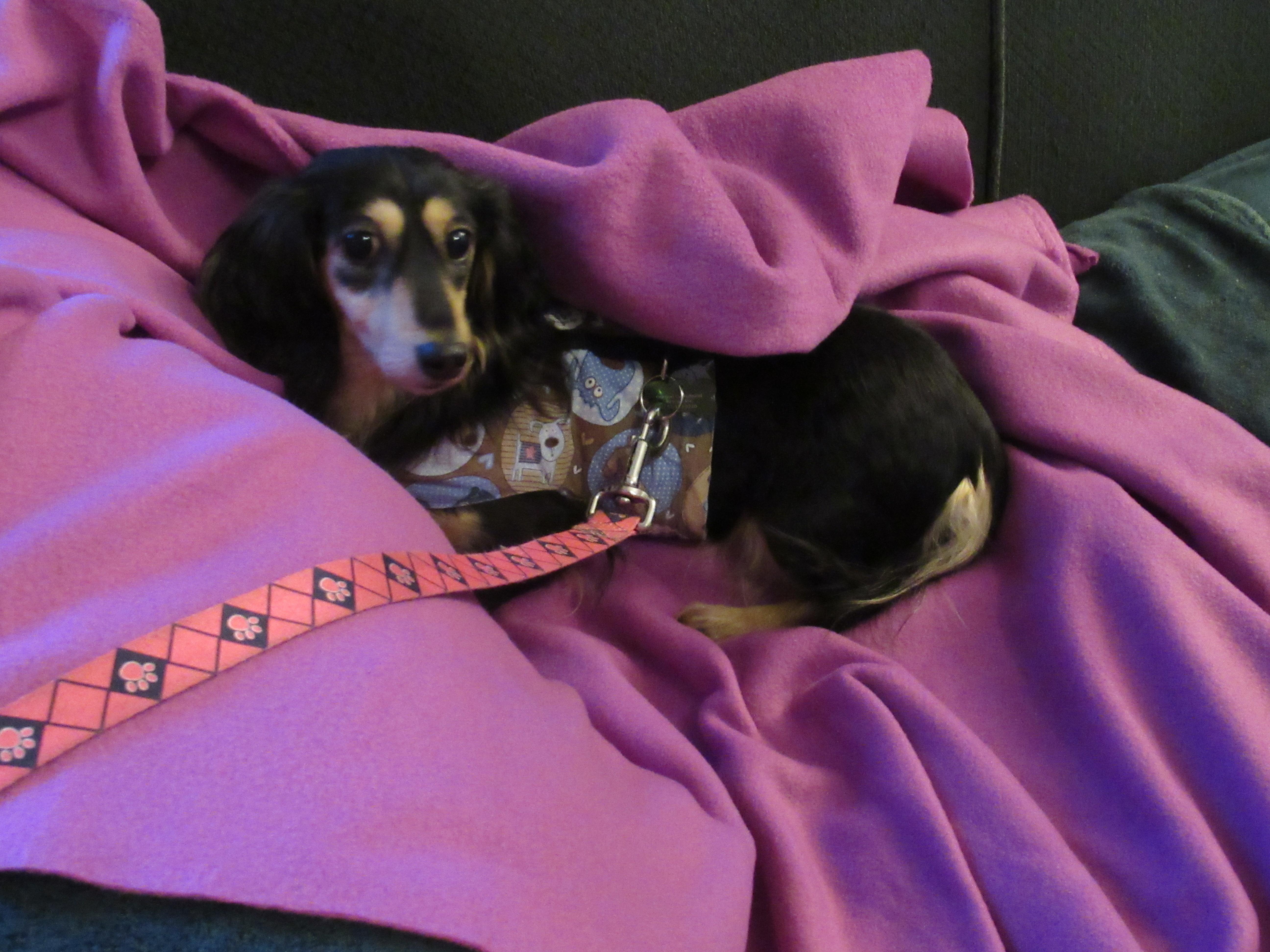 Enlarge Mercy, a Adoptable Dachshund in Portland, OR image 2/3