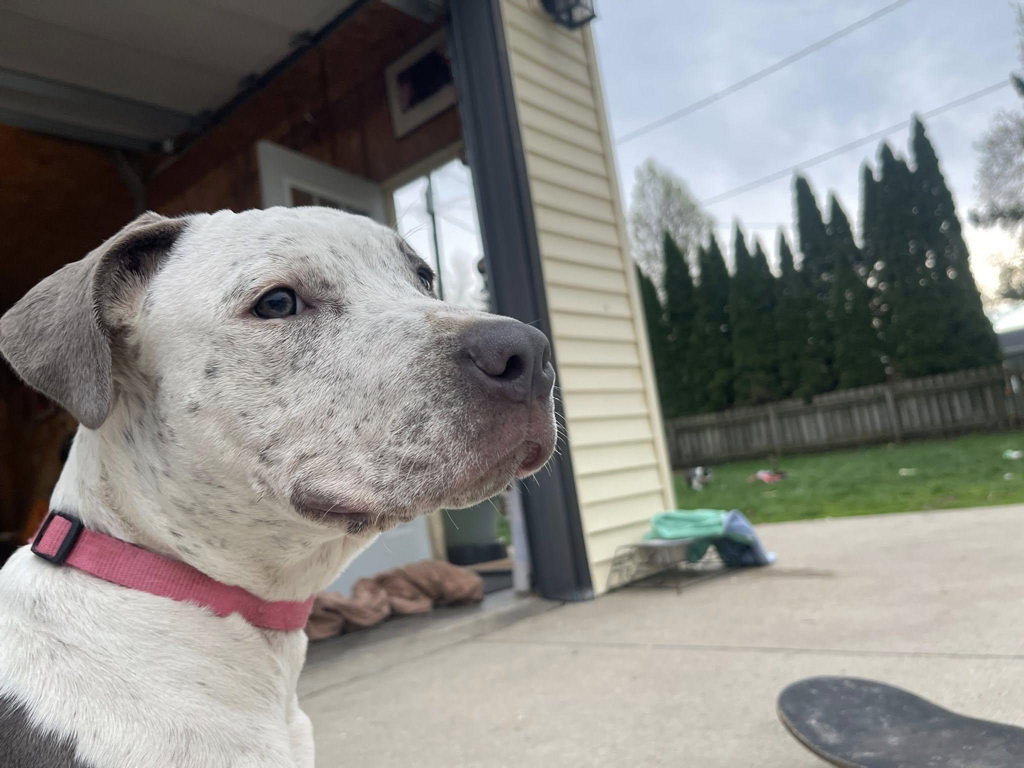 Enlarge Stormy, an adopted Mixed Breed in Clinton, WI image 4/6