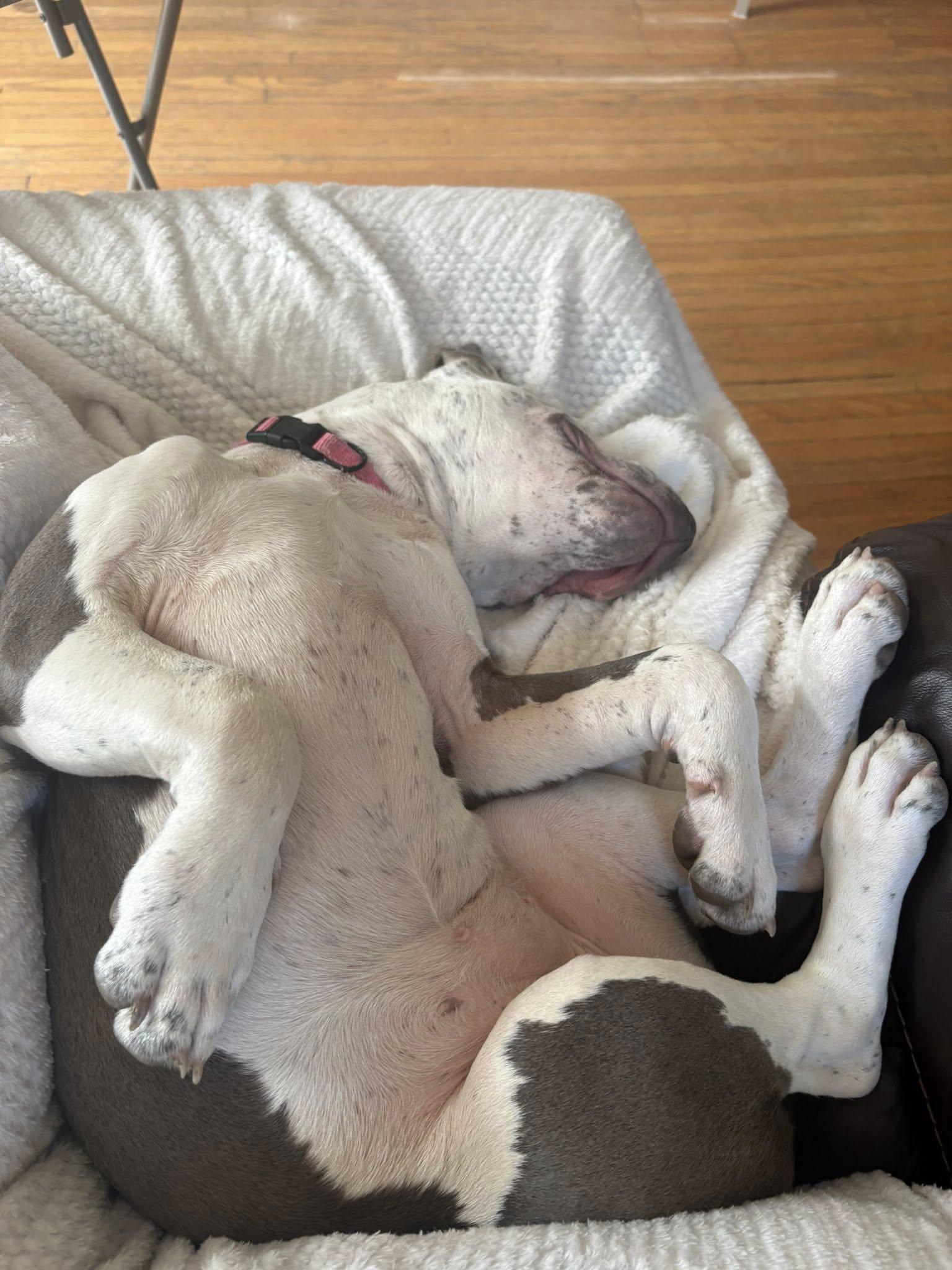 Enlarge Stormy, an adopted Mixed Breed in Clinton, WI image 2/6