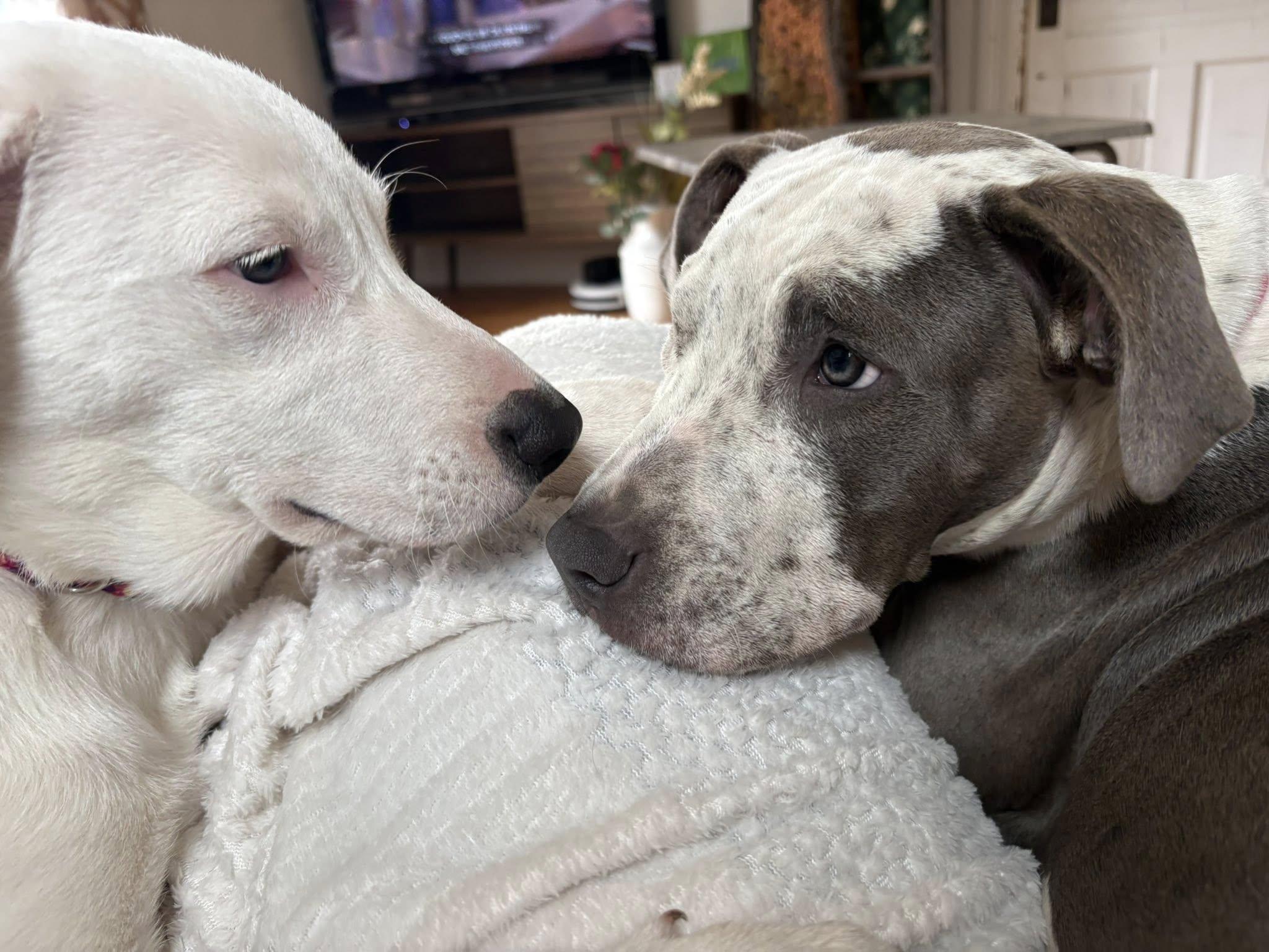 Enlarge Stormy, an adopted Mixed Breed in Clinton, WI image 3/6