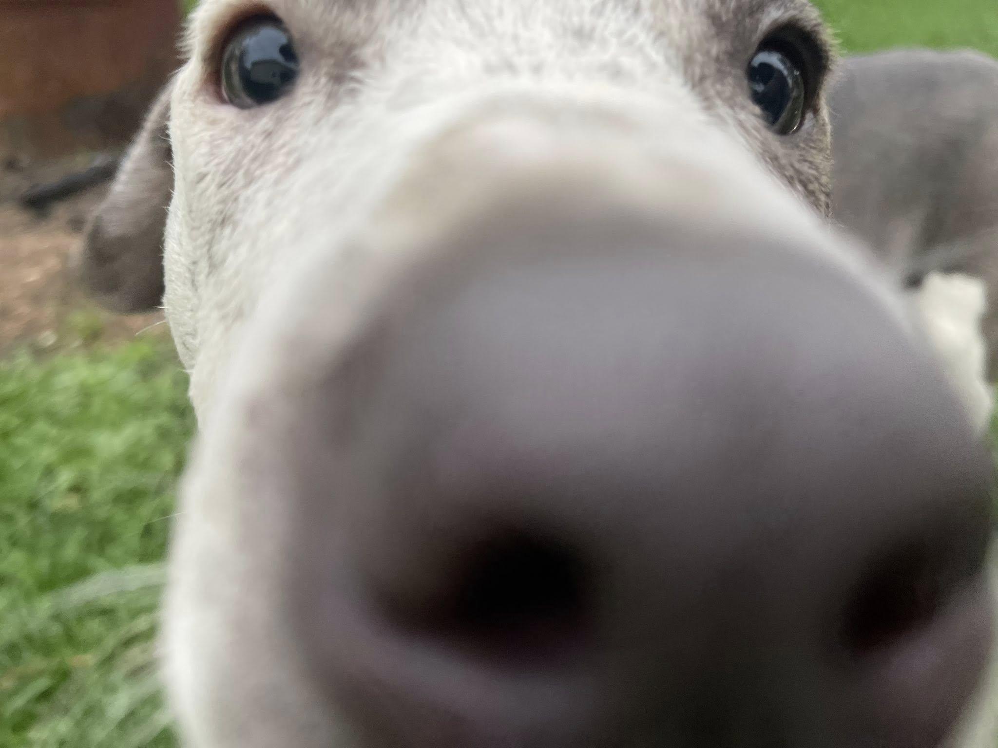 Enlarge Stormy, an adopted Mixed Breed in Clinton, WI image 6/6