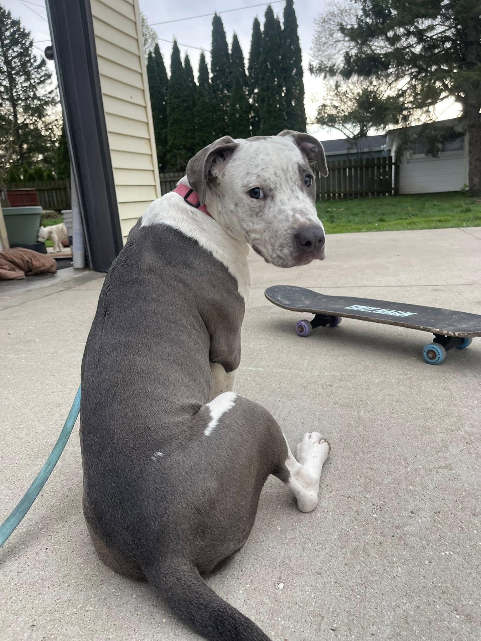 Enlarge Stormy, an adopted Mixed Breed in Clinton, WI image 5/6