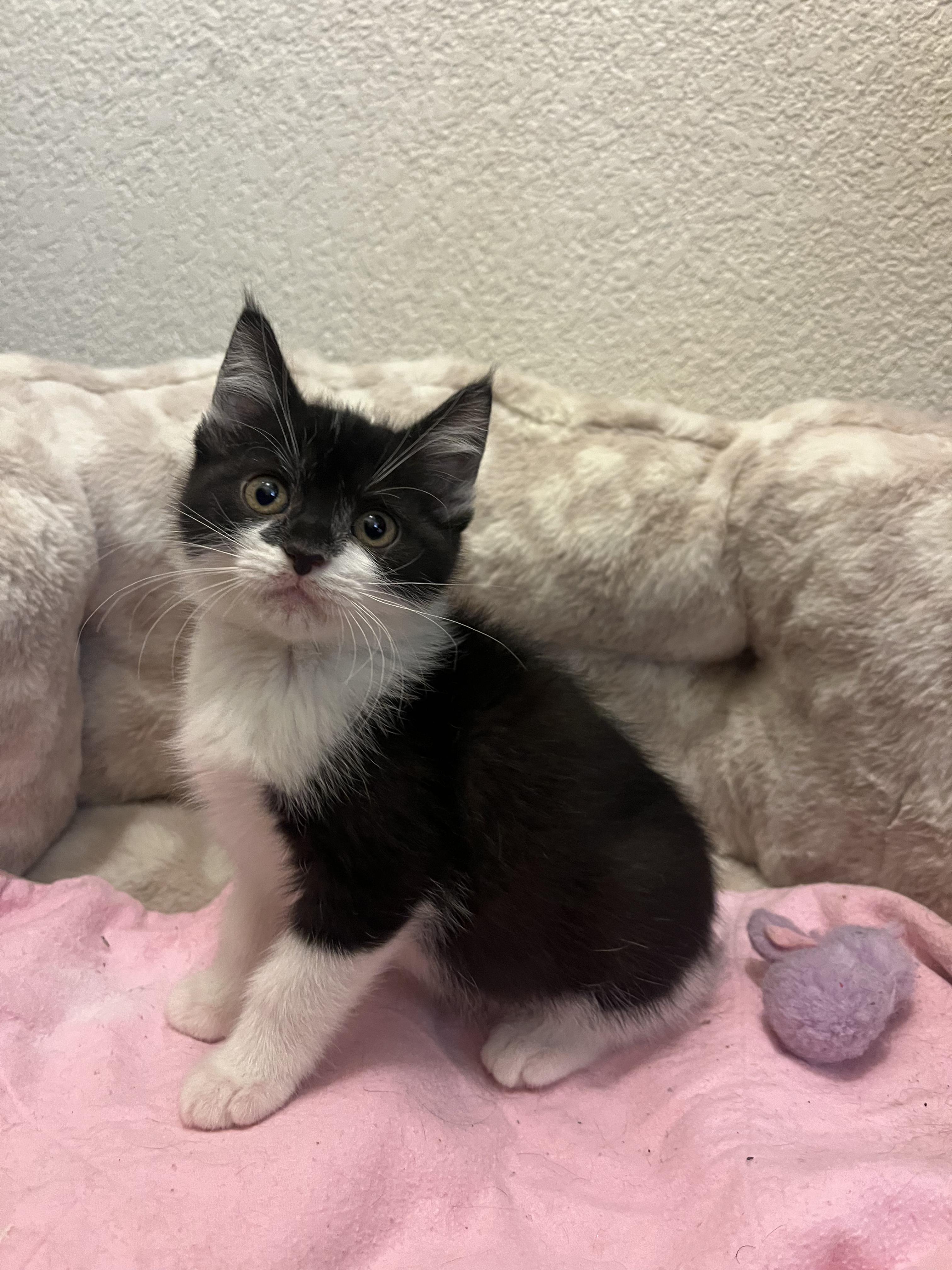 Eleanor Rigby, adopted, Kitten Female Domestic Short Hair.