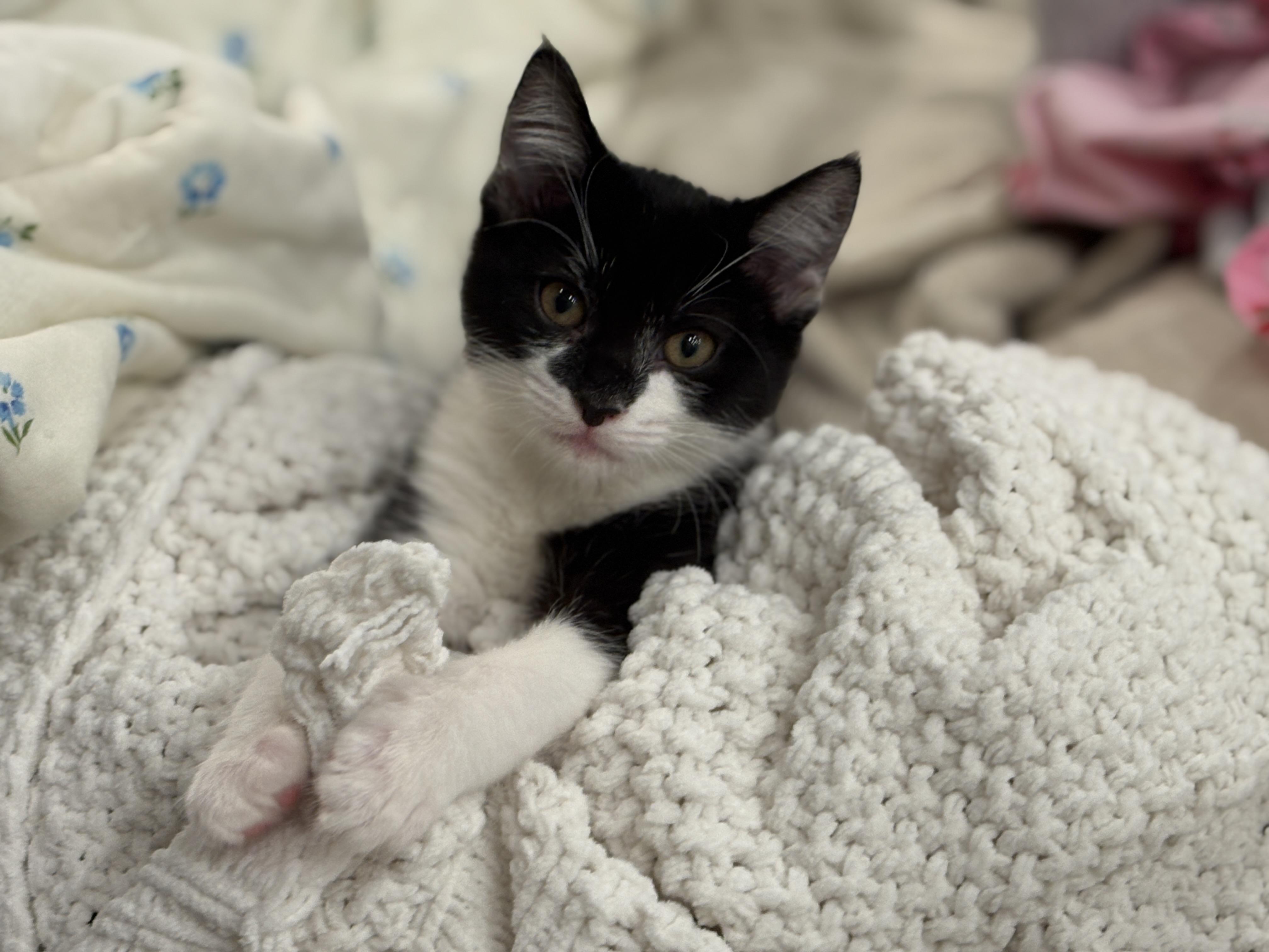 Enlarge Eleanor Rigby, an adopted Domestic Short Hair in Davis, CA image 2/4