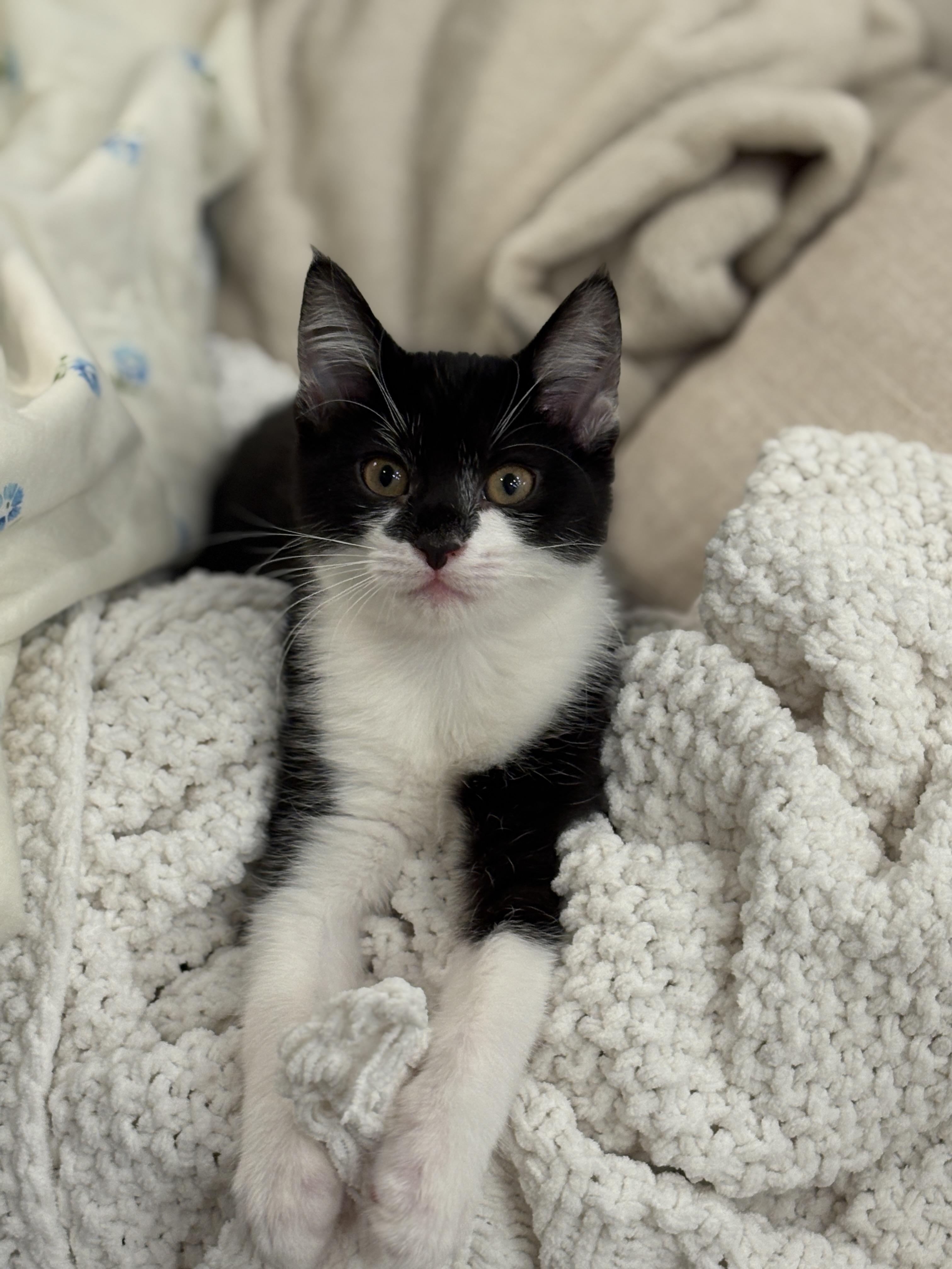 Enlarge Eleanor Rigby, an adopted Domestic Short Hair in Davis, CA image 4/4