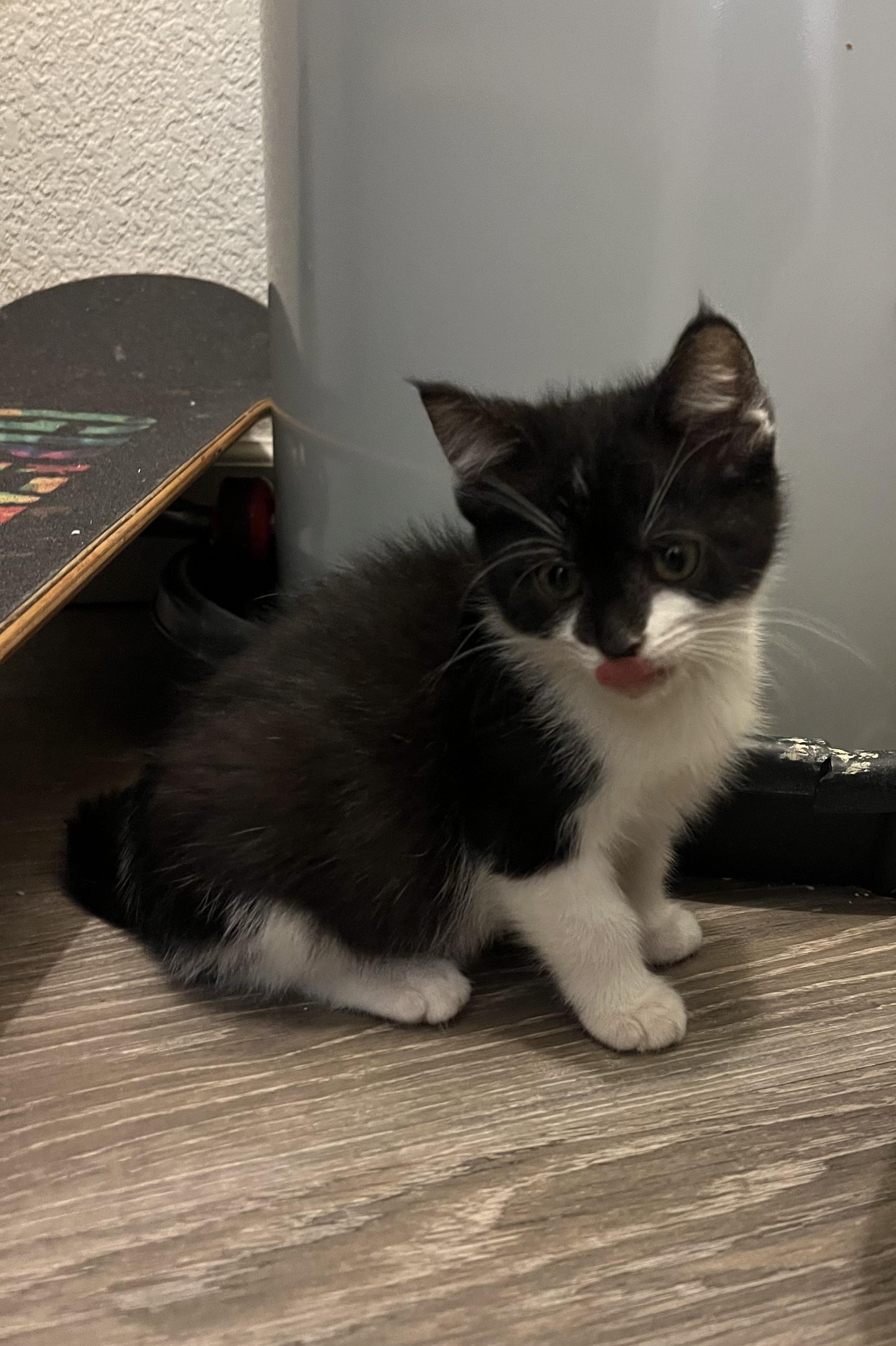 Enlarge Eleanor Rigby, an adopted Domestic Short Hair in Davis, CA image 3/4