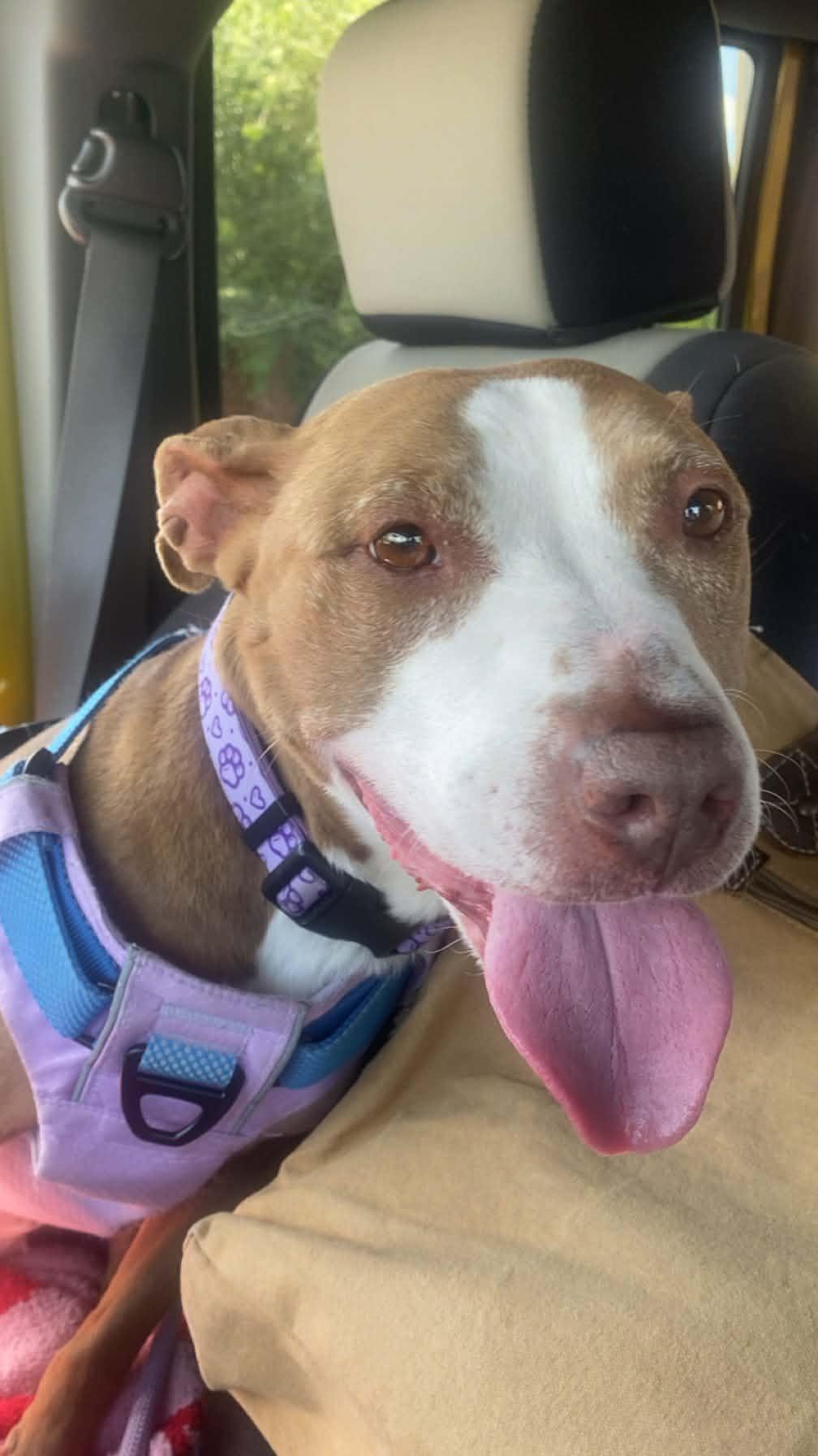 Maggie, Adoptable, Adult Female Pit Bull Terrier.
