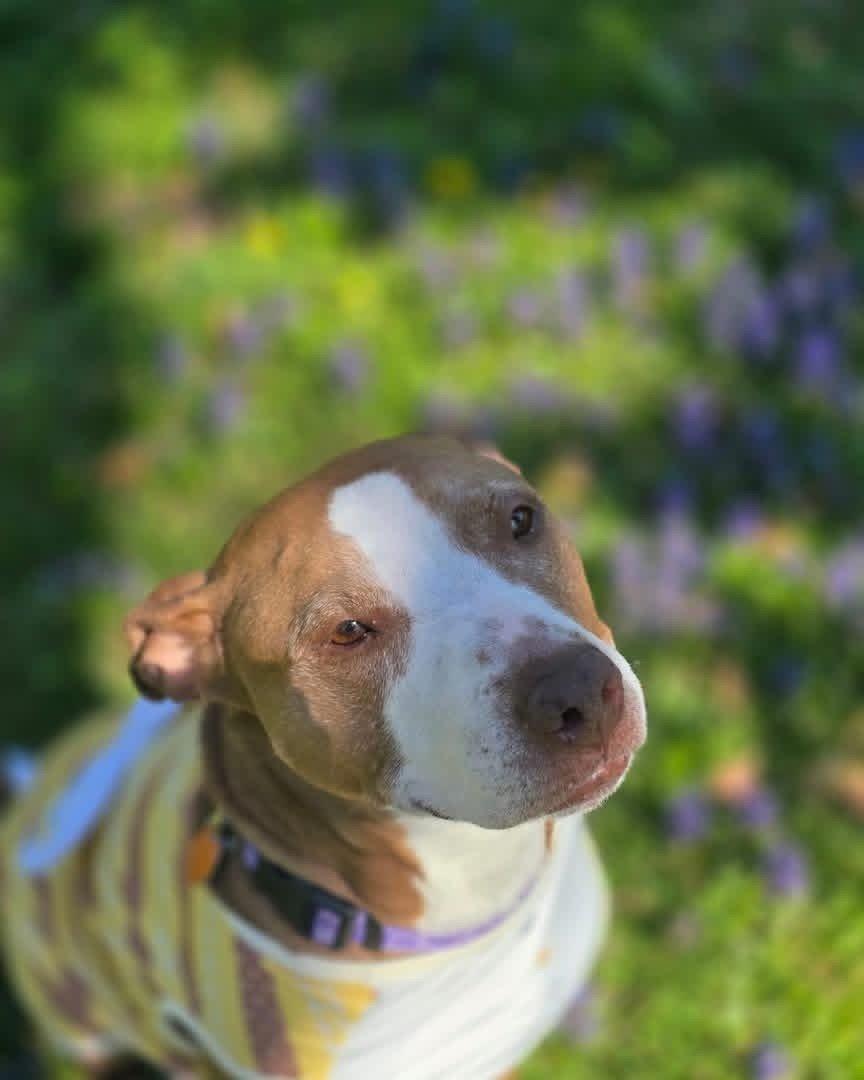Enlarge Maggie, a Adoptable Pit Bull Terrier in Cincinnati, OH image 2/3