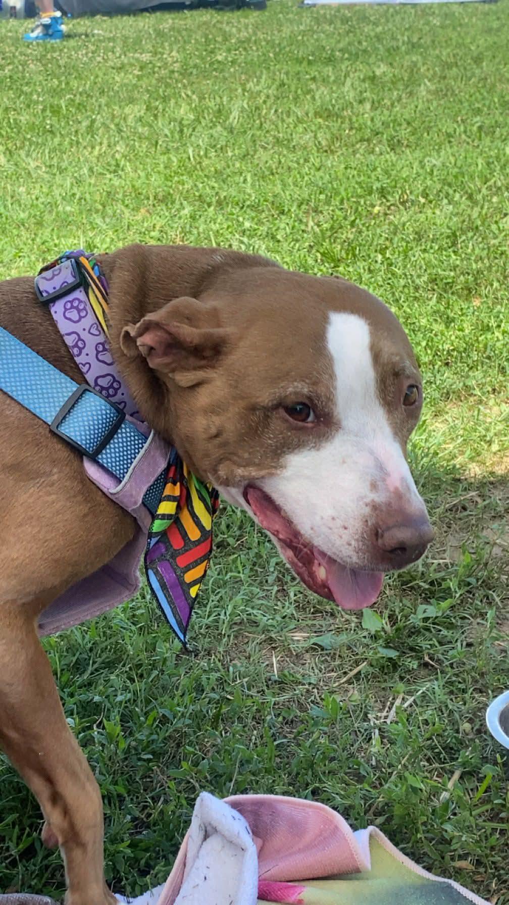Enlarge Maggie, a Adoptable Pit Bull Terrier in Cincinnati, OH image 3/3