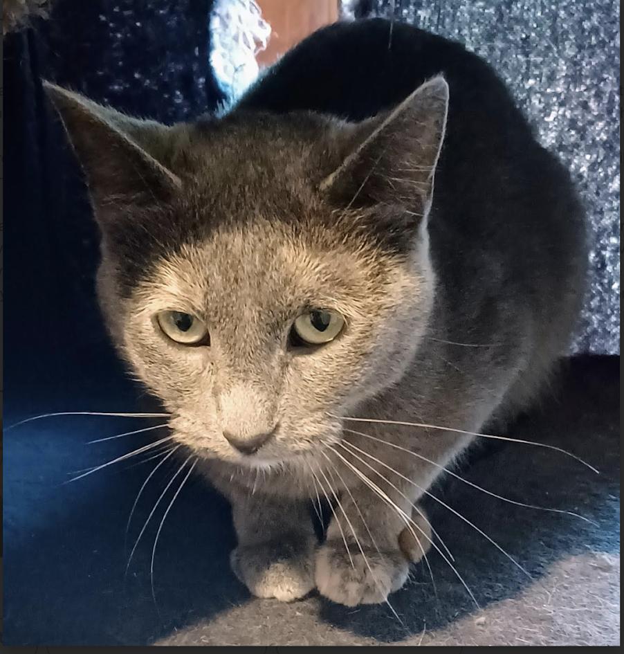 Enlarge Mama Wren, a Adoptable mixed breed in Monticello, MN image 1/1