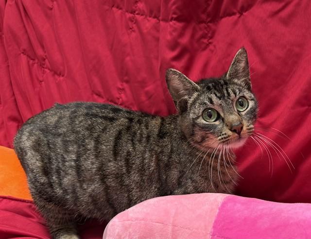 Enlarge MINDY, a Adoptable Domestic Short Hair in Downey, CA image 1/1