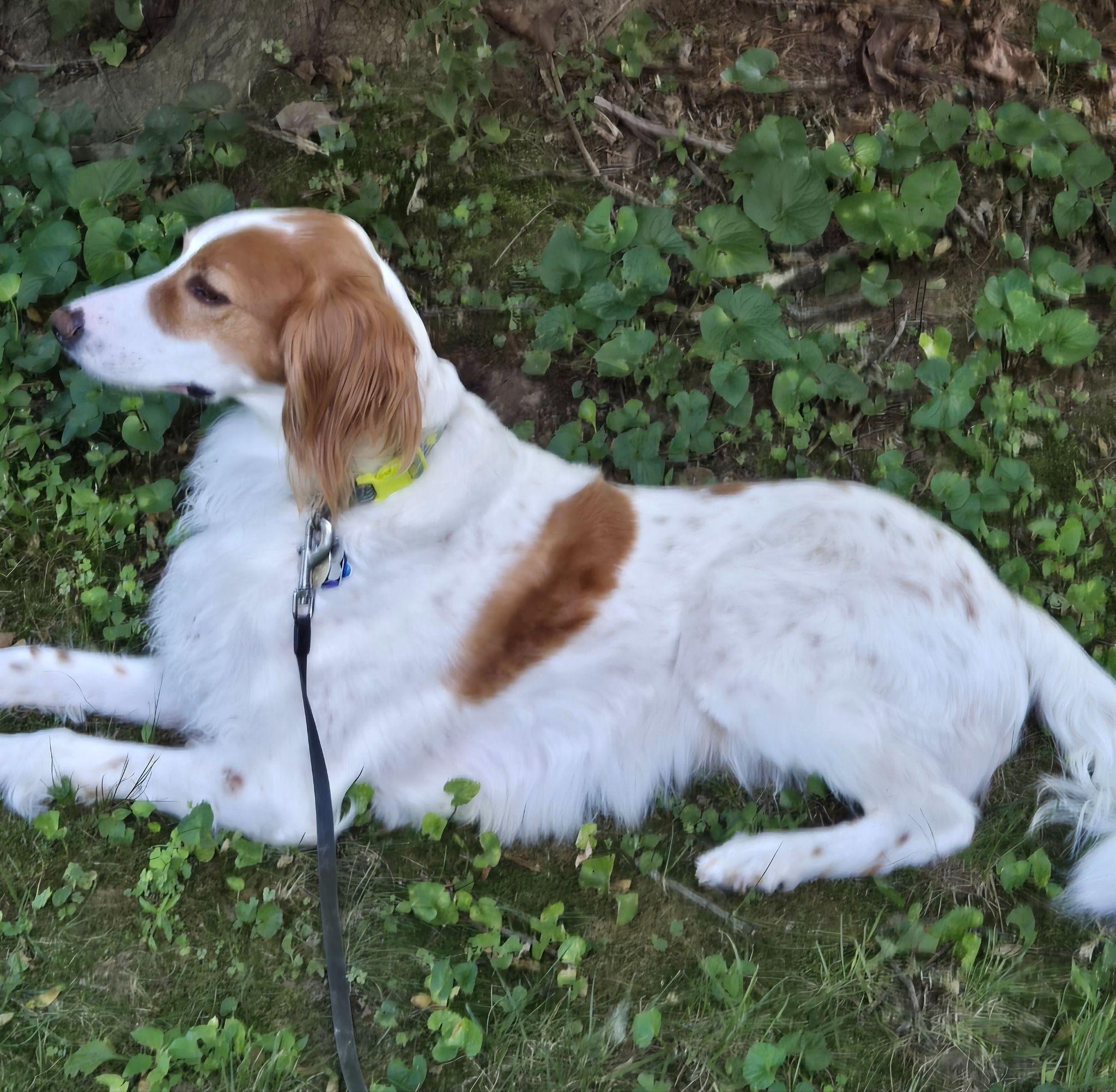 Enlarge Charlie, a Adopted English Setter in Hartford, CT image 2/6