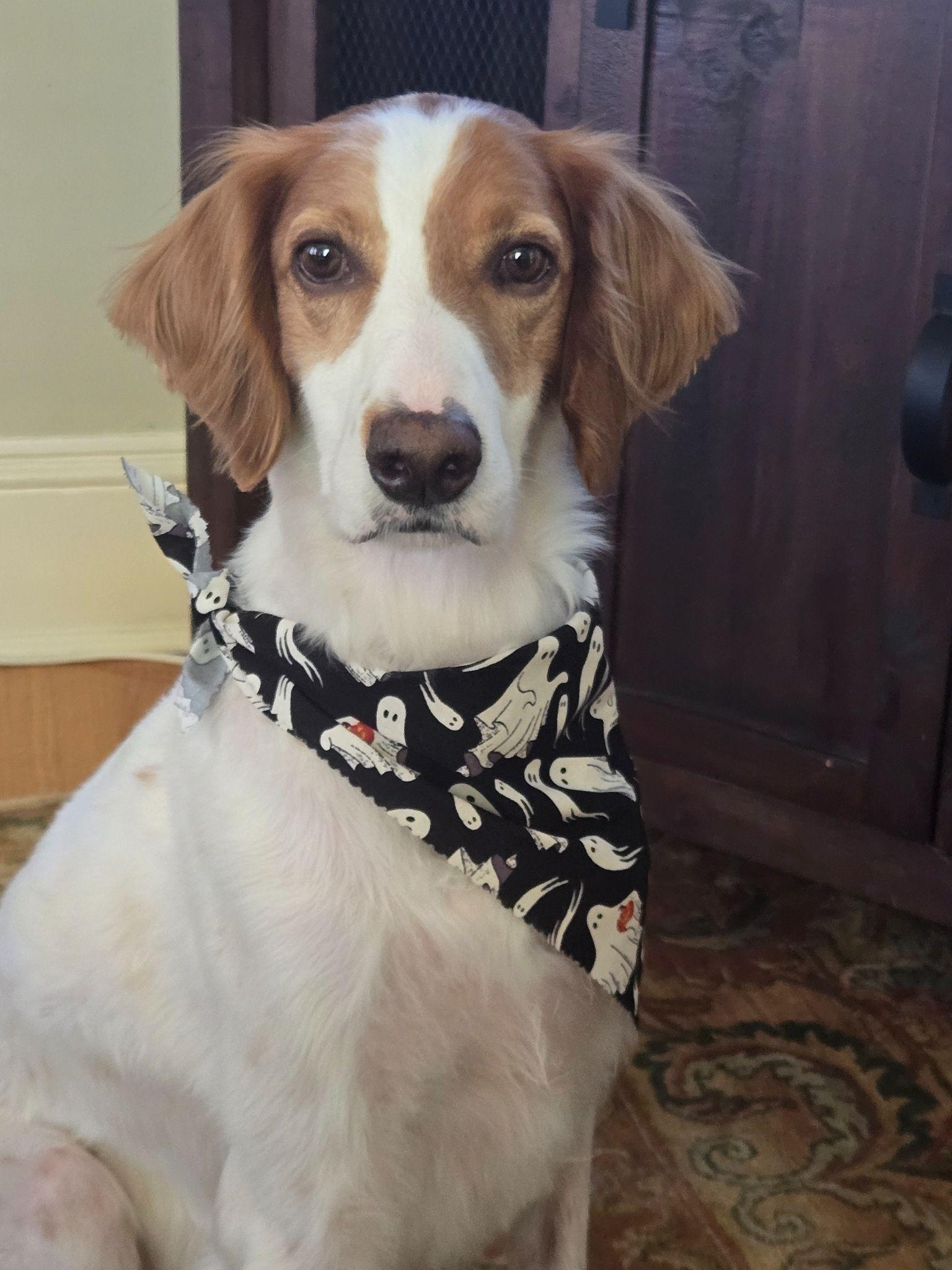 Enlarge Charlie, a Adopted English Setter in Hartford, CT image 1/6