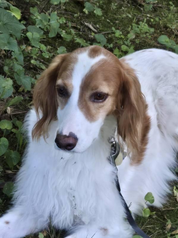 Enlarge Charlie, a Adopted English Setter in Hartford, CT image 3/6