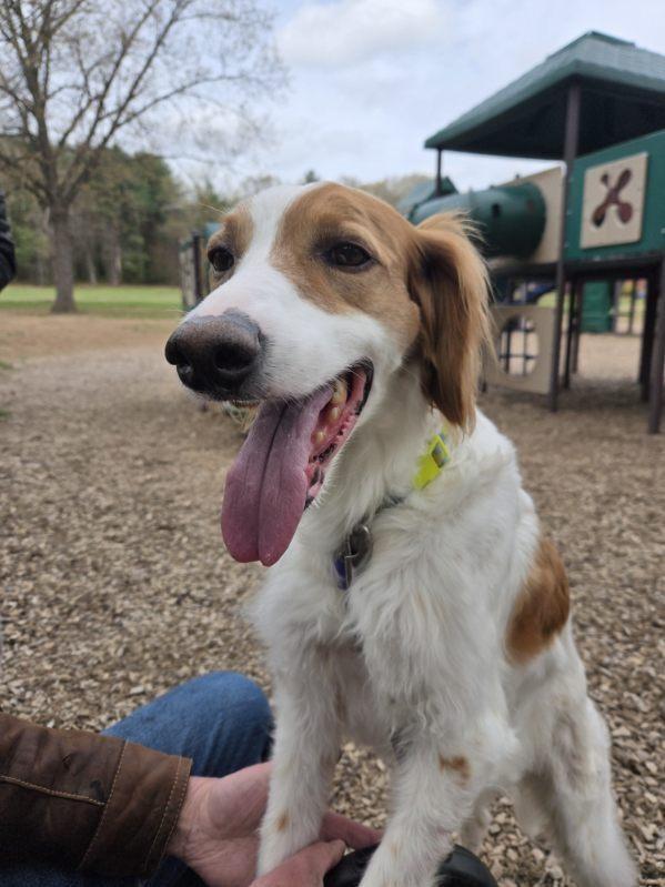 Enlarge Charlie, a Adopted English Setter in Hartford, CT image 4/6