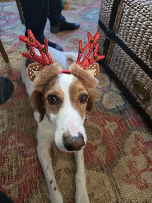 Enlarge Charlie, a Adopted English Setter in Hartford, CT image 5/6