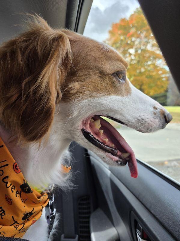 Enlarge Charlie, a Adopted English Setter in Hartford, CT image 6/6