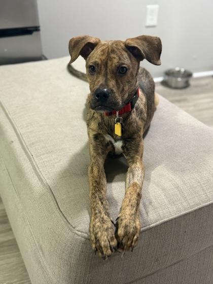 Enlarge Dante (159593) , a ADOPTABLE Terrier in Baton Rouge, LA image 1/4