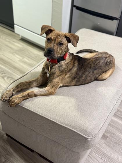 Enlarge Dante (159593) , a ADOPTABLE Terrier in Baton Rouge, LA image 3/4