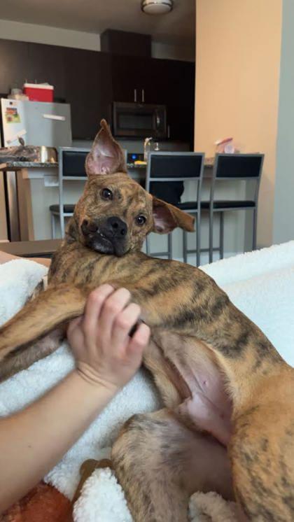 Enlarge Dante (159593) , a ADOPTABLE Terrier in Baton Rouge, LA image 2/4