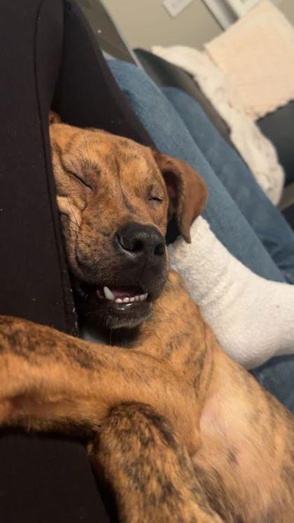 Enlarge Dante (159593) , a ADOPTABLE Terrier in Baton Rouge, LA image 4/4