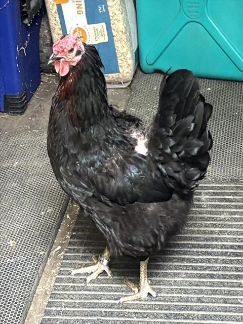 PALADINA, Adoptable, Young Female Chicken.