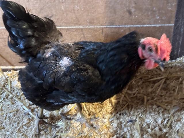 PALADINA, Adoptable, Young Female Chicken.