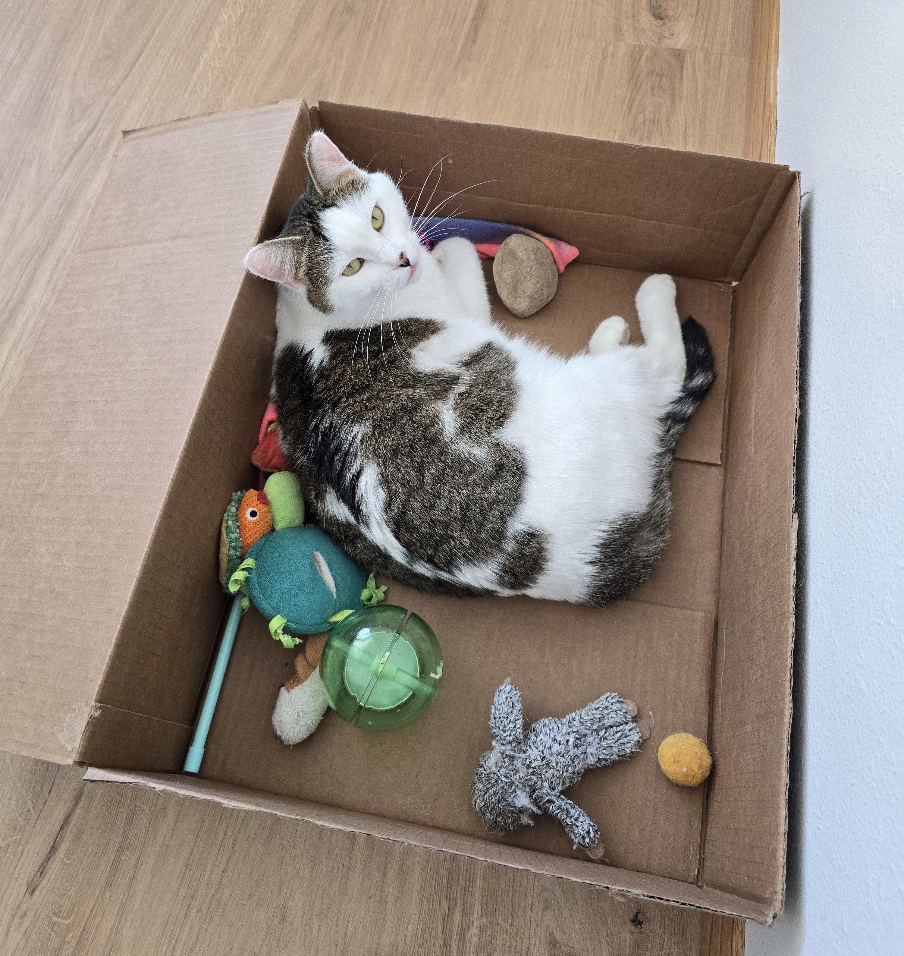 Enlarge Mia, a ADOPTABLE Domestic Short Hair in Fargo, ND image 3/4