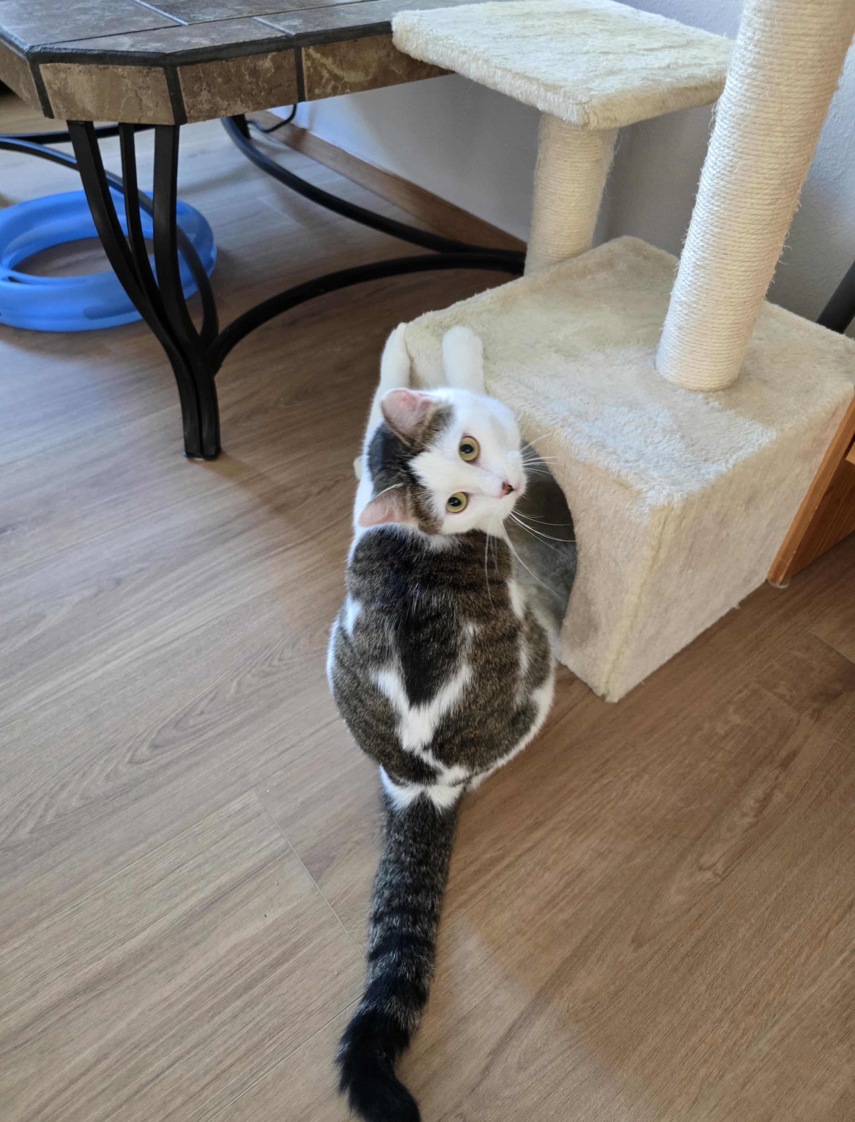 Enlarge Mia, a ADOPTABLE Domestic Short Hair in Fargo, ND image 3/4