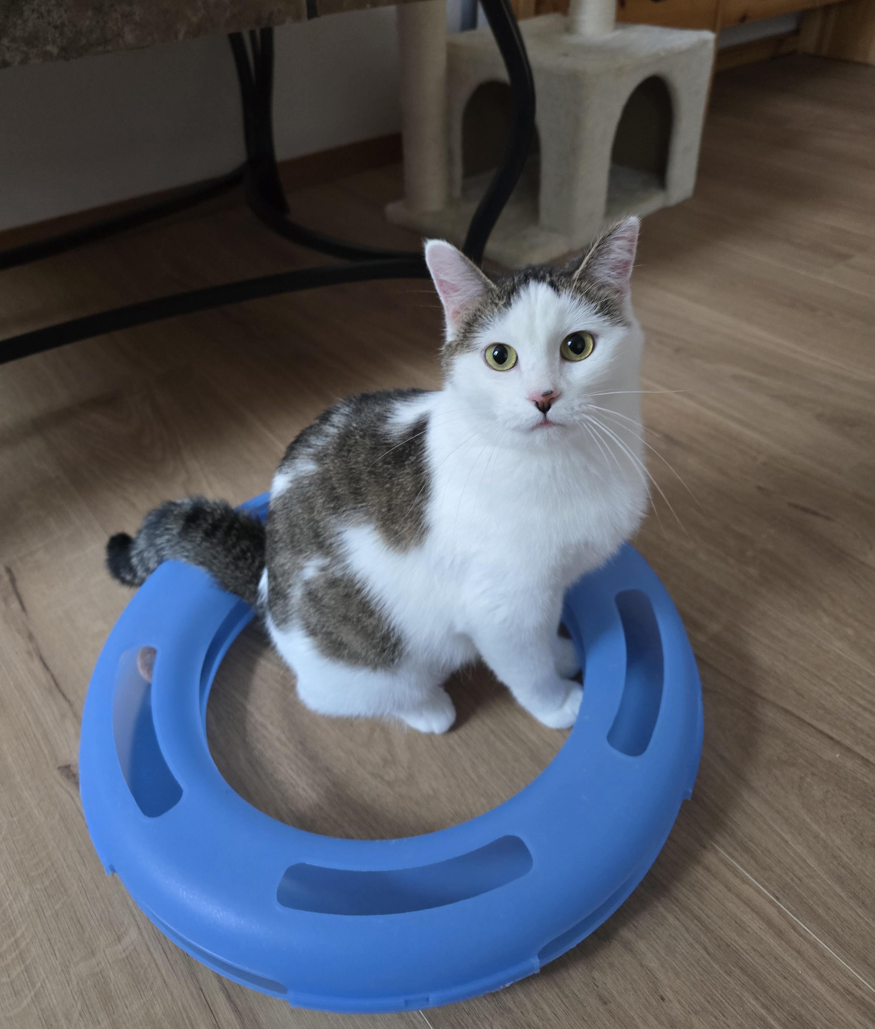 Enlarge Mia, a ADOPTABLE Domestic Short Hair in Fargo, ND image 1/4